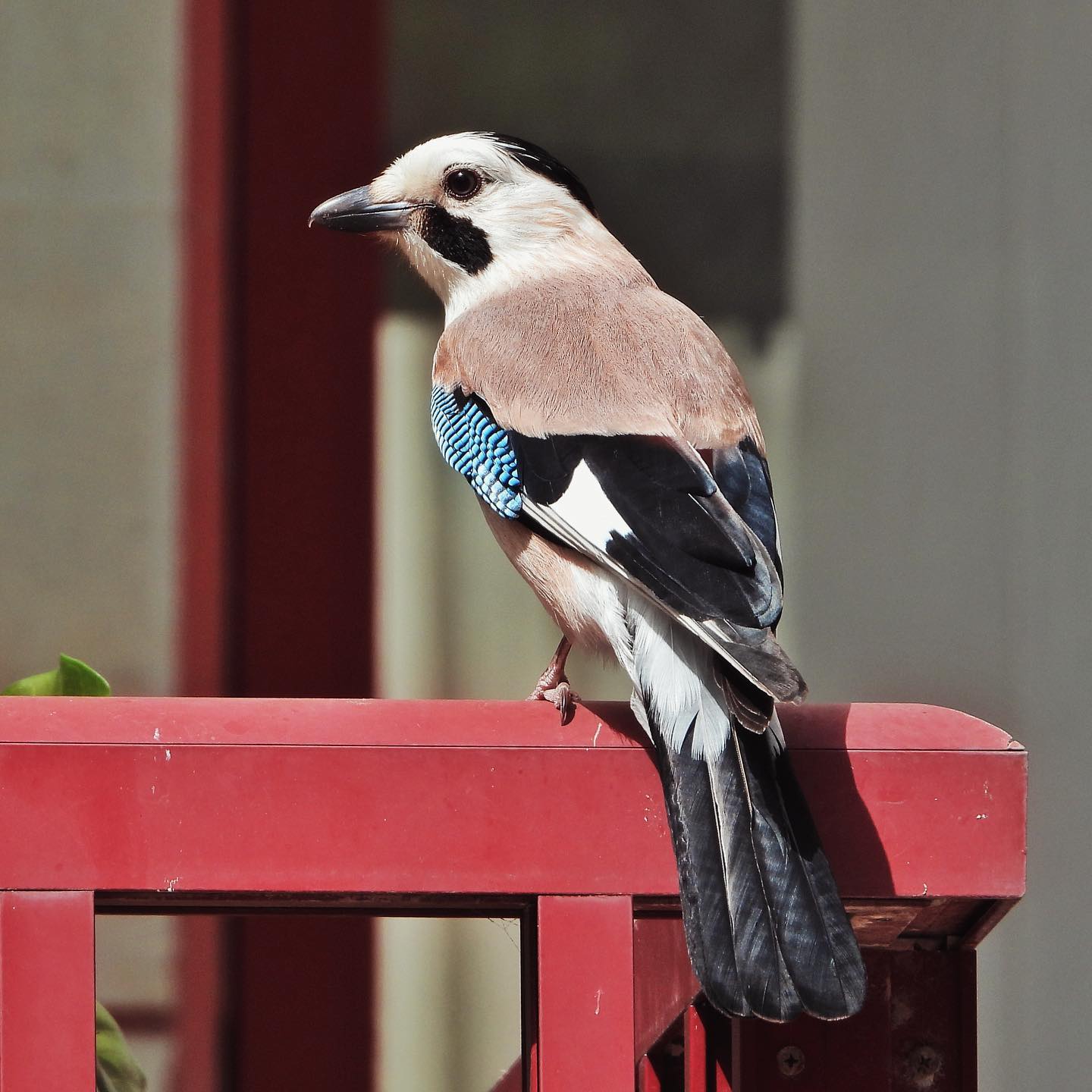 Eurasian Jay 6