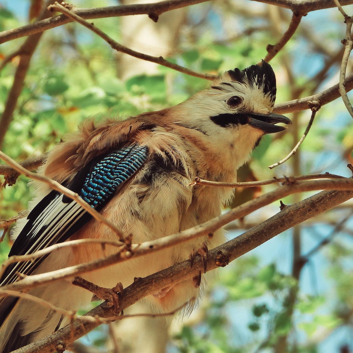 Eurasian Jay 8