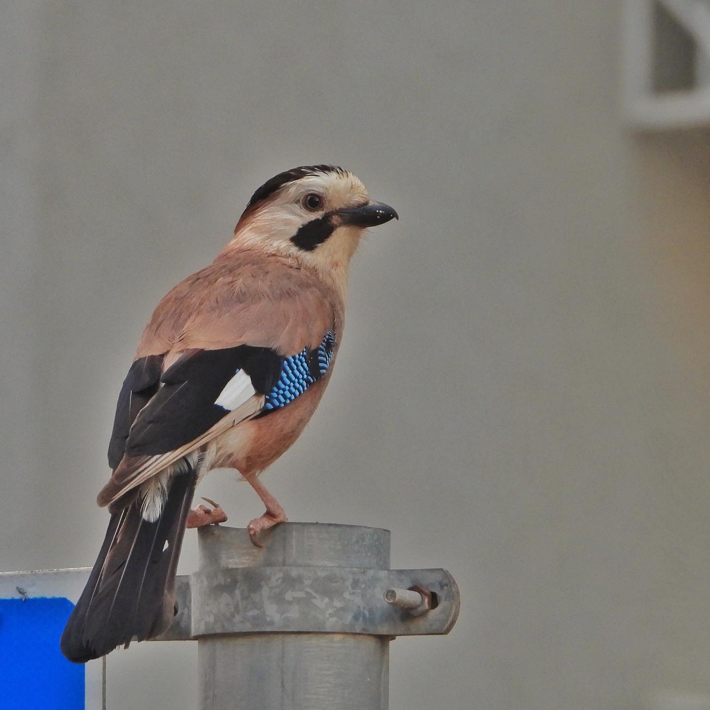 Eurasian Jay 9