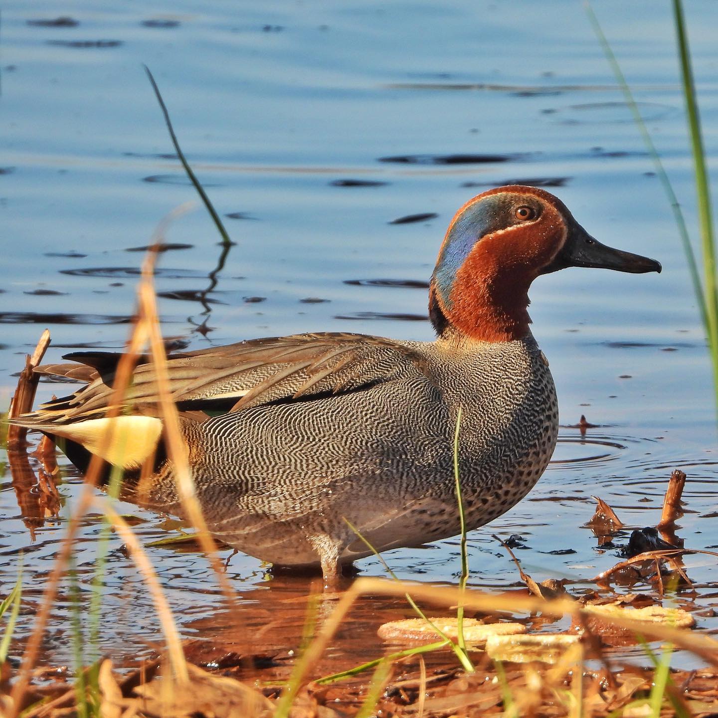 Eurasian Teal 1