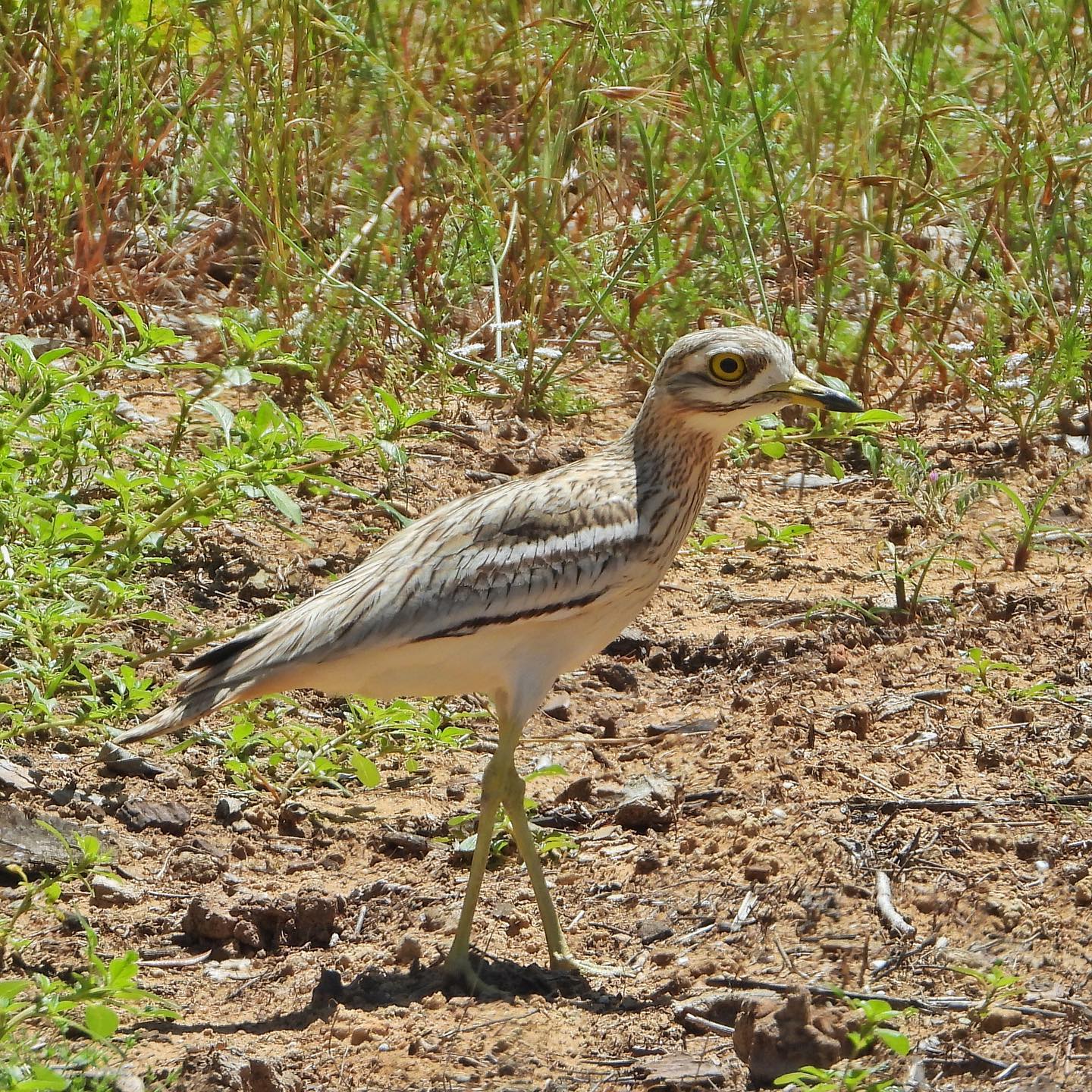 Eurasian Thick Knee 1