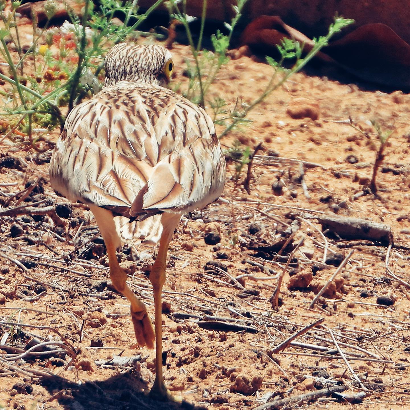 Eurasian Thick Knee 2