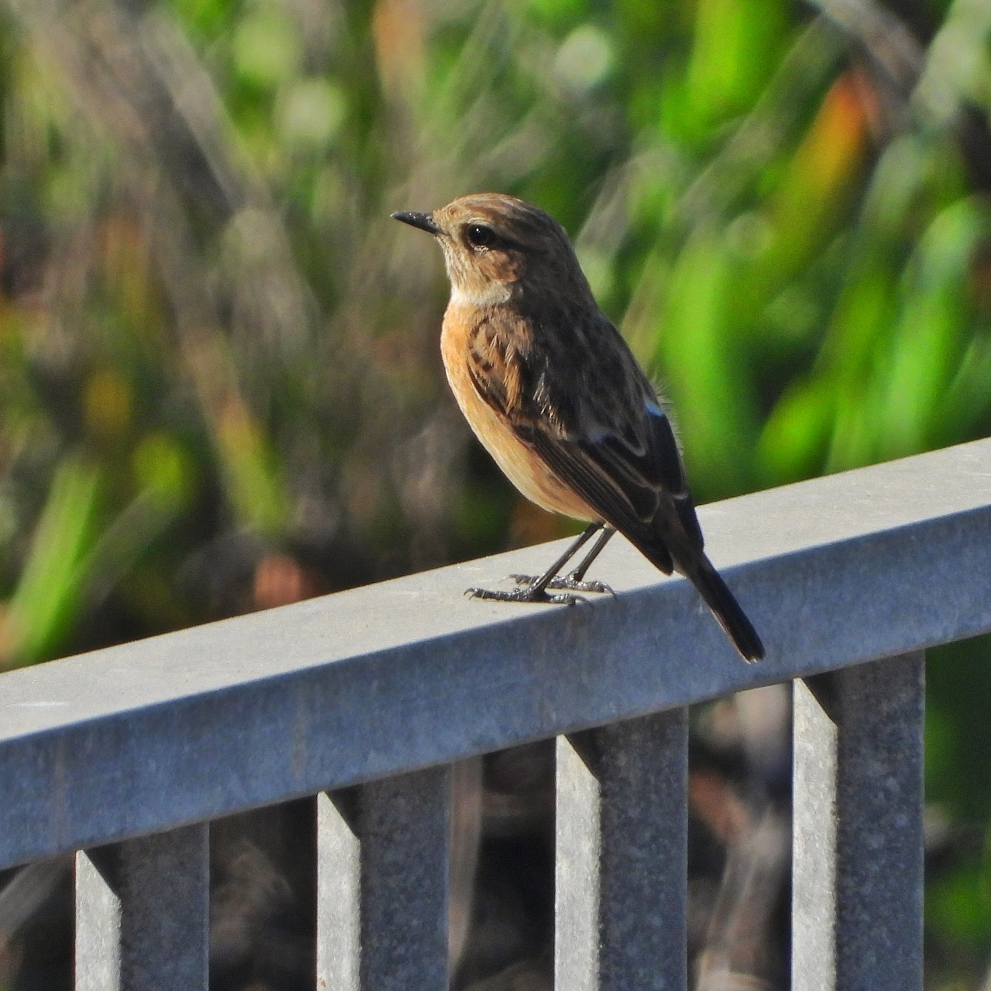 European Stonechat 1