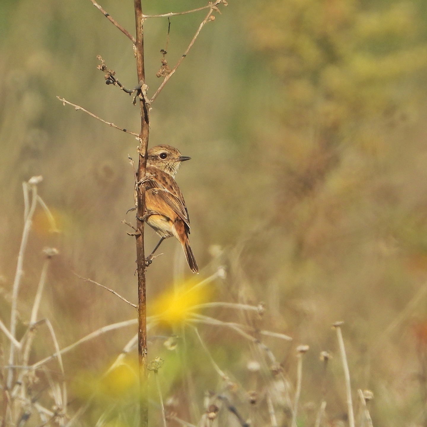 European Stonechat 2