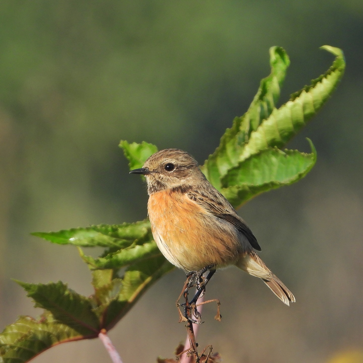 European Stonechat 3