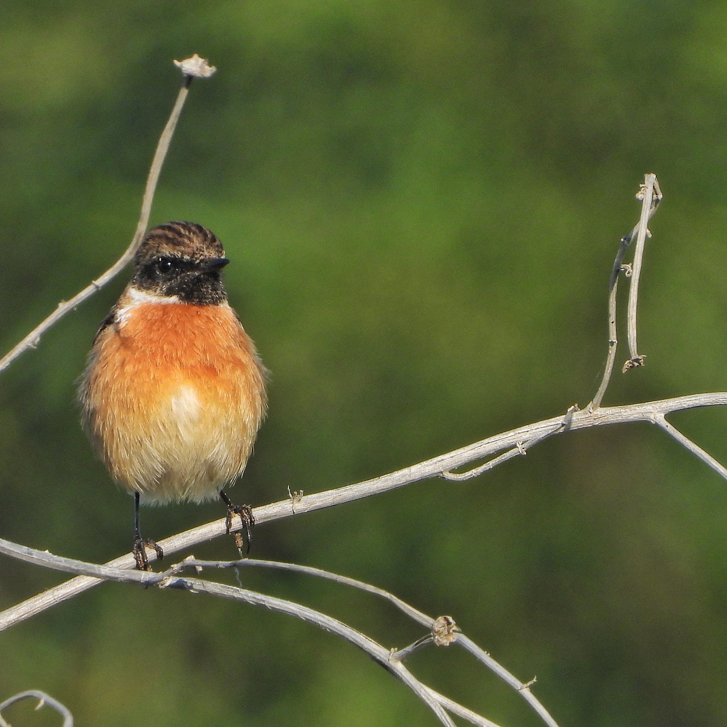 European Stonechat 4