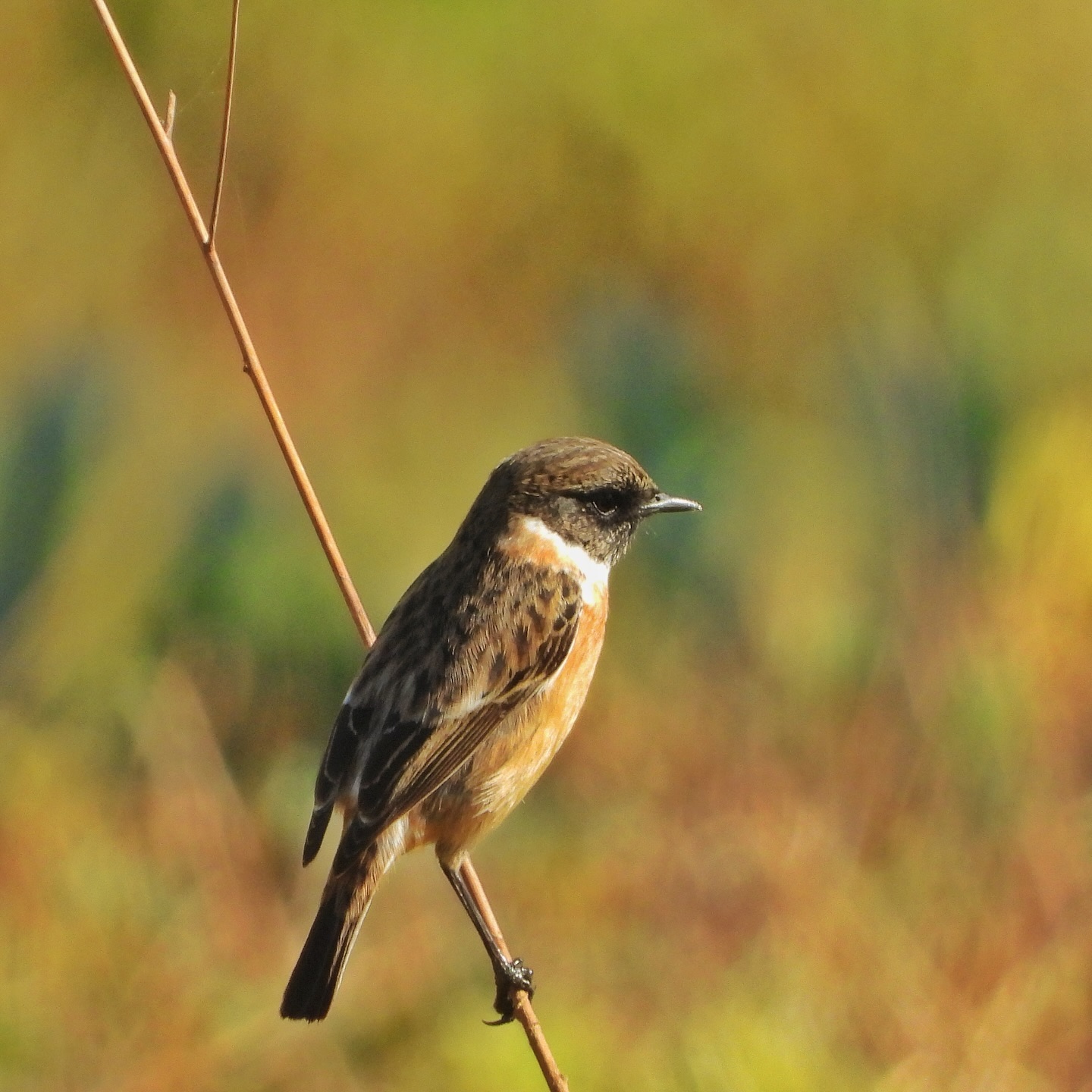 European Stonechat 5