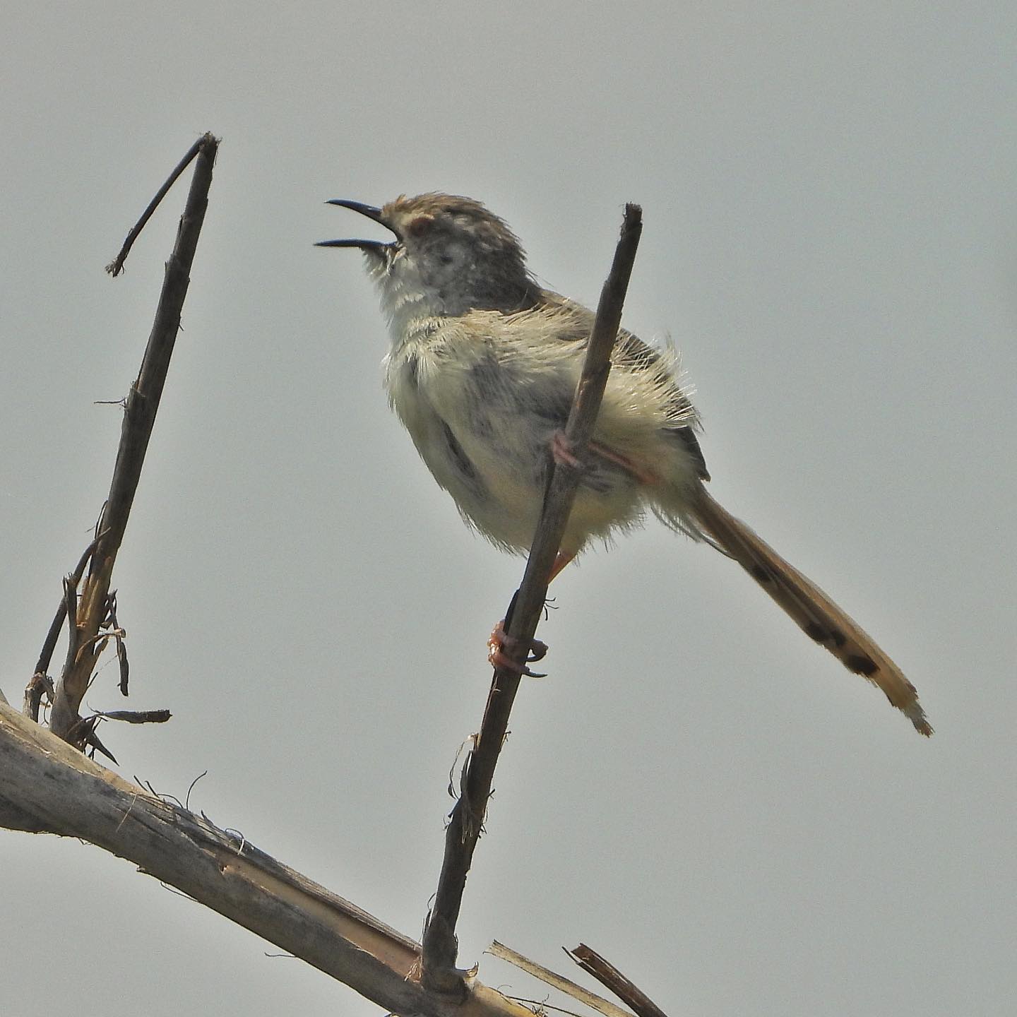 Graceful Prinia 1