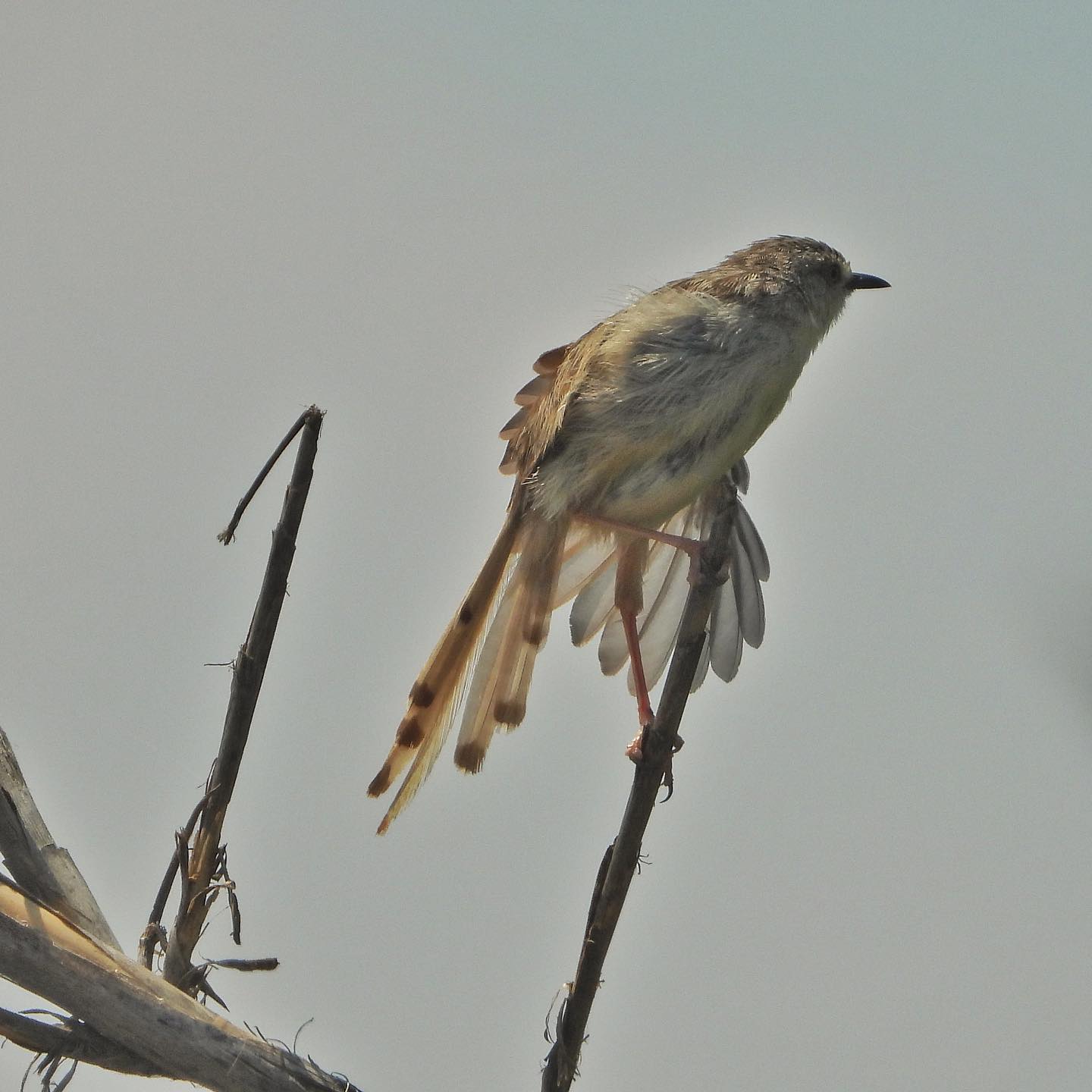 Graceful Prinia 2