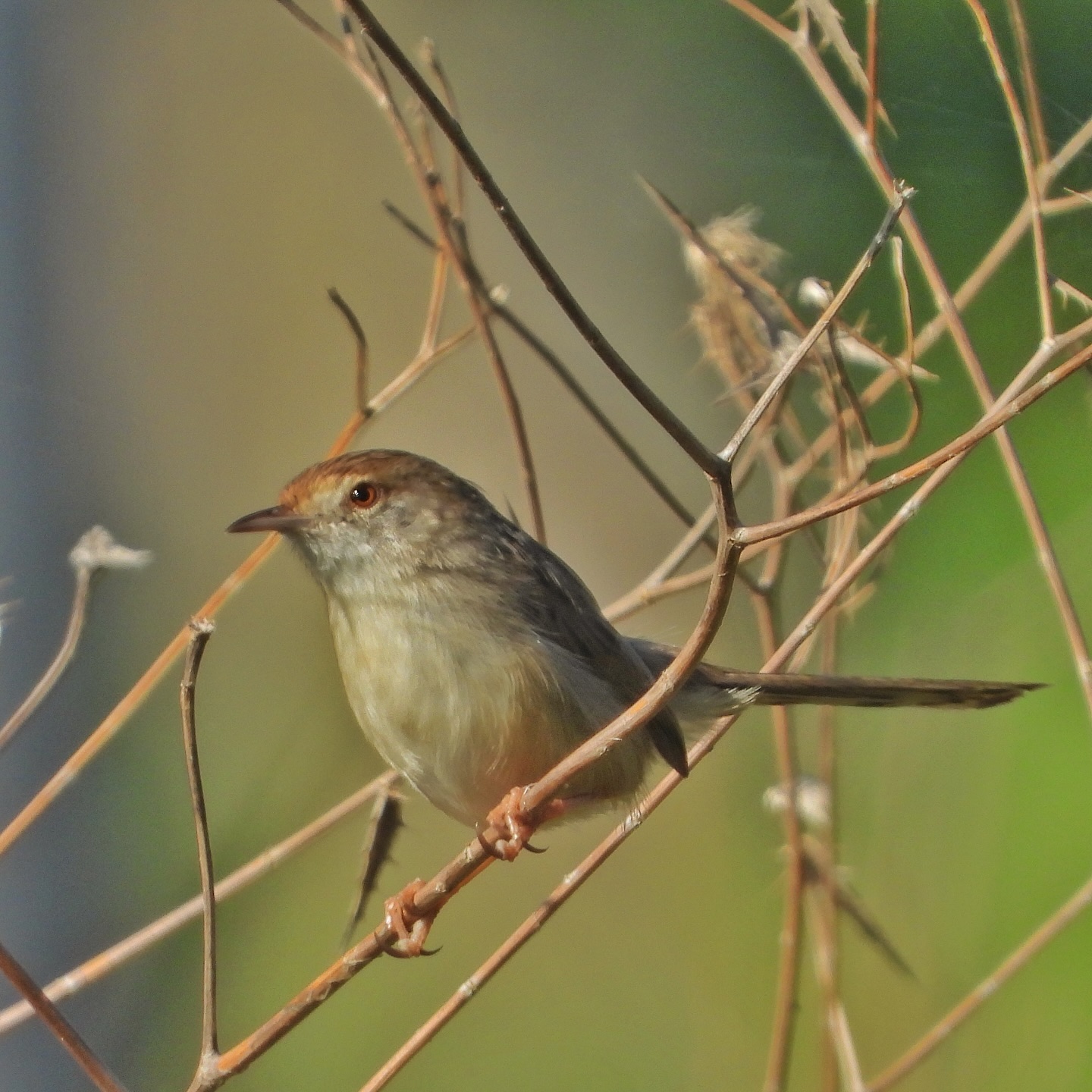 Graceful Prinia 3