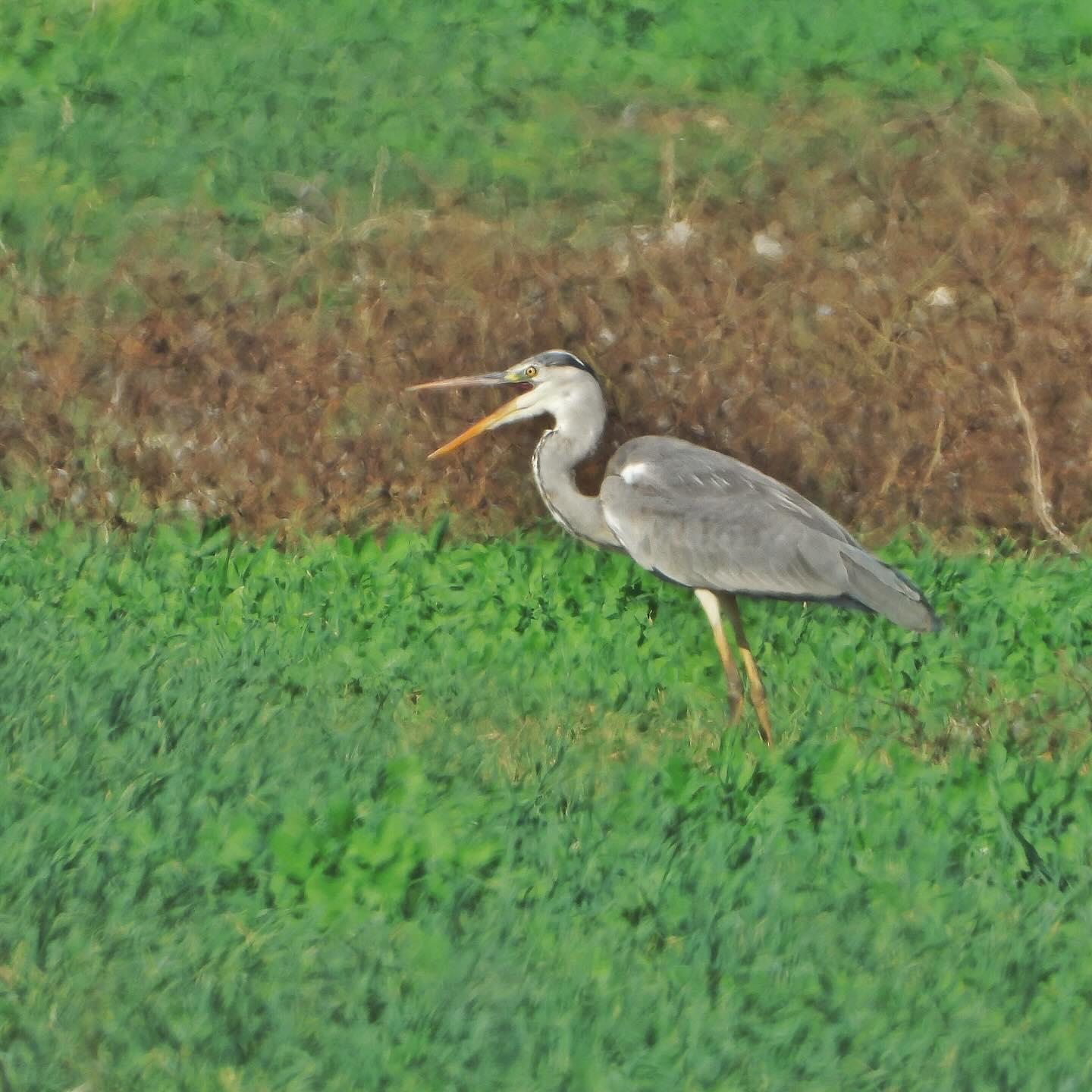 Gray Heron 2