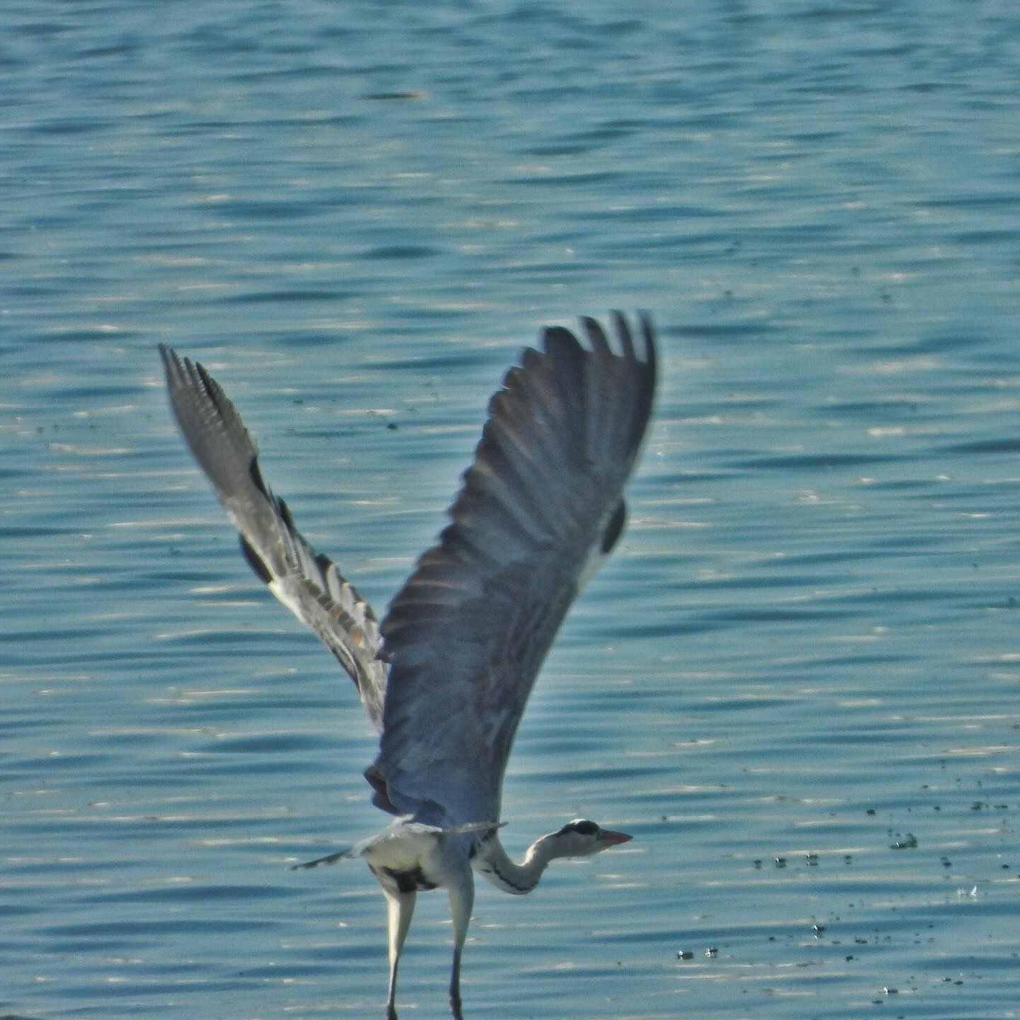 Gray Heron 4