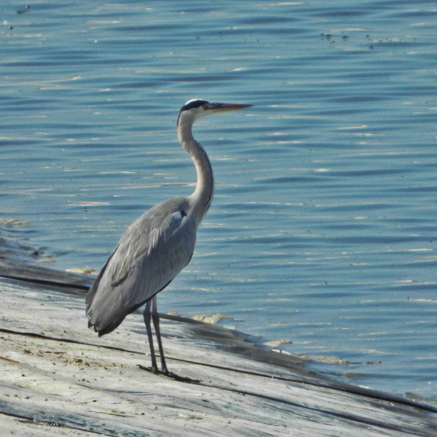 Gray heron