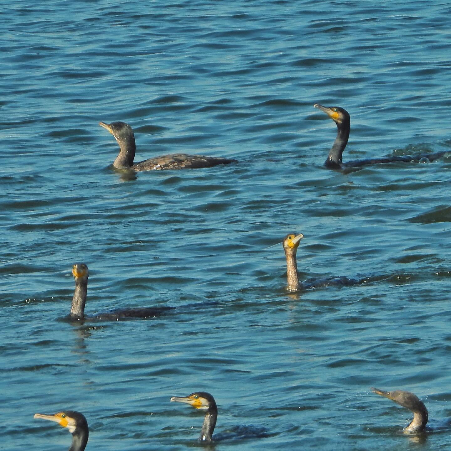 Great Cormorant 1