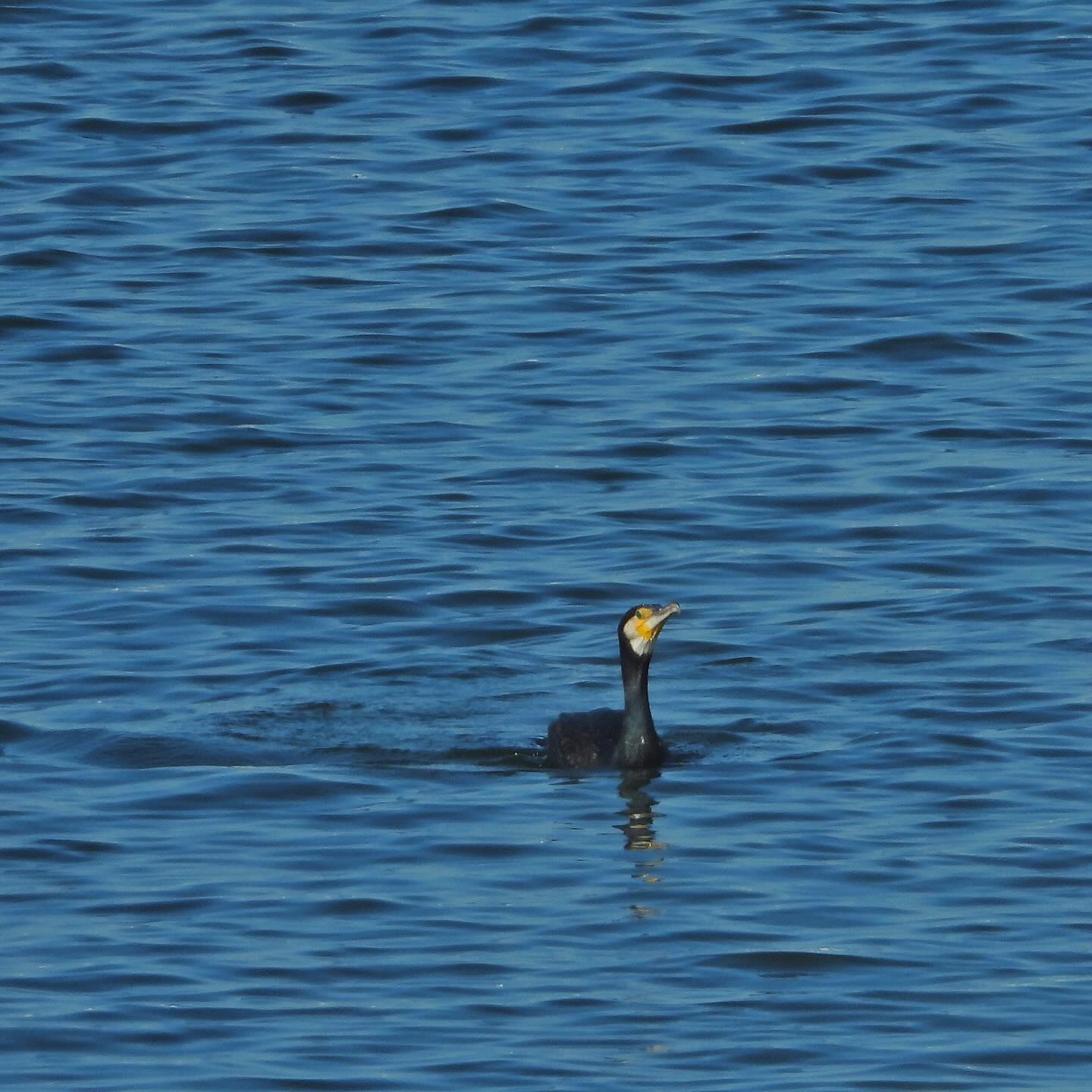 Great cormorant