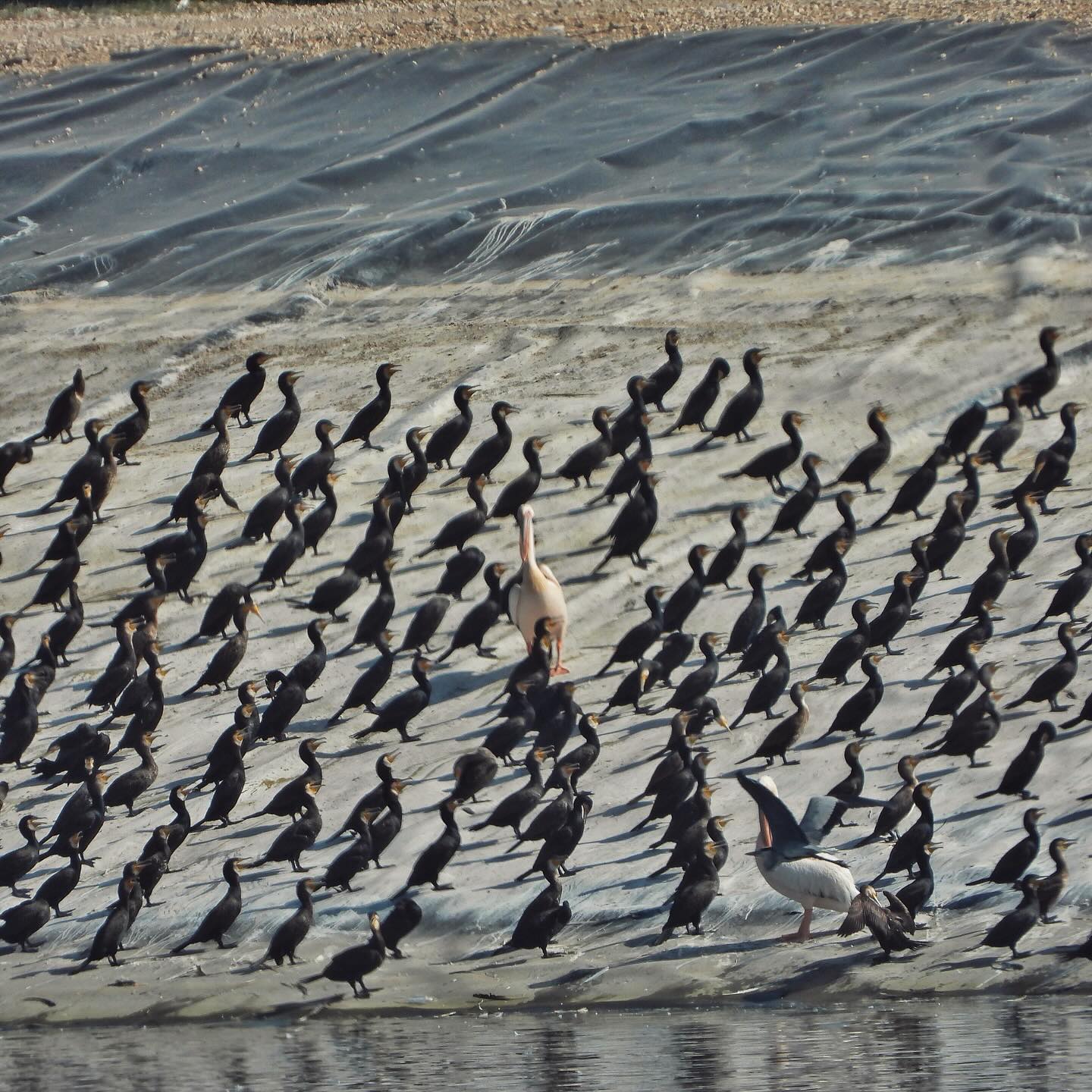 Great Cormorant White Pelican Gray Heron 1