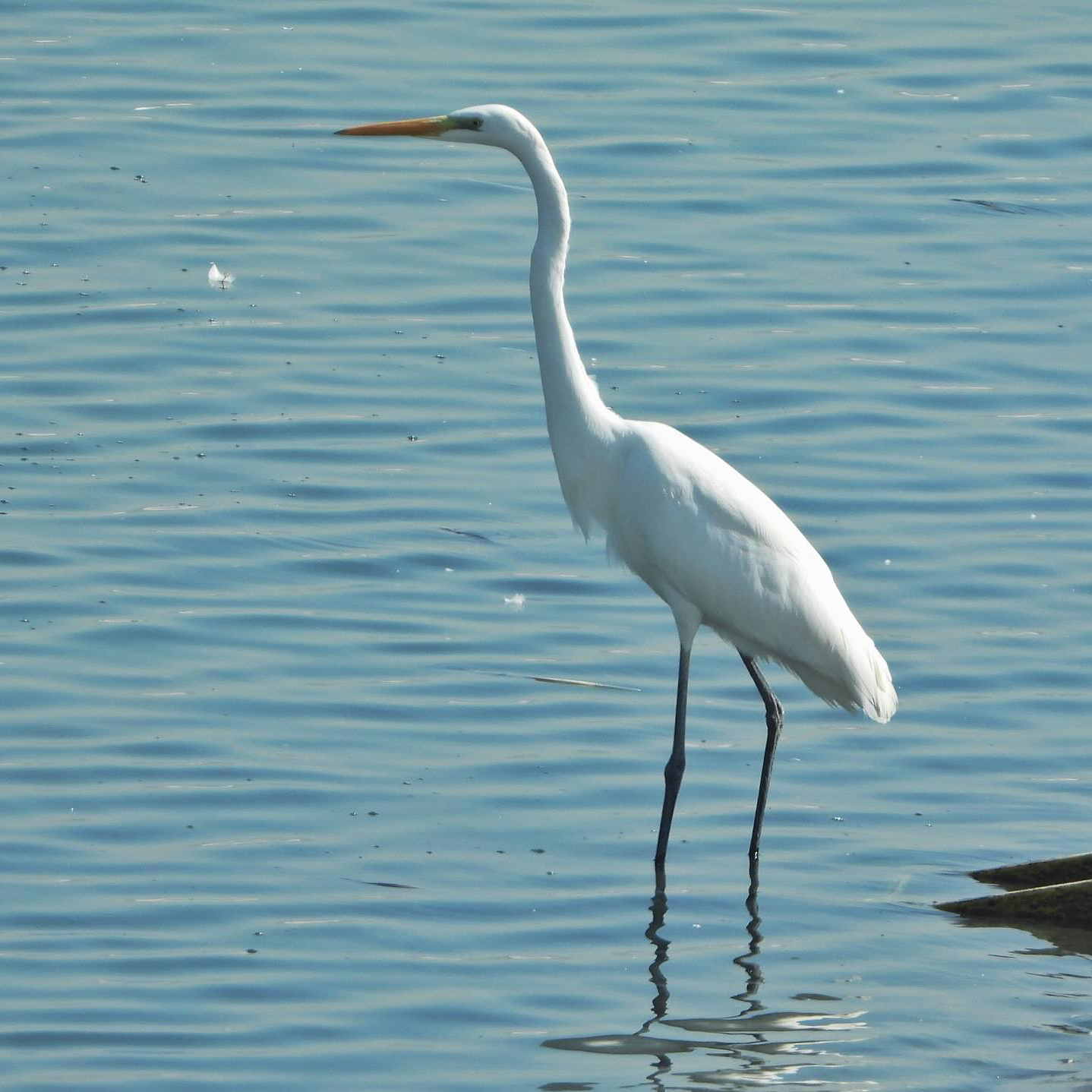 Great Egret 1