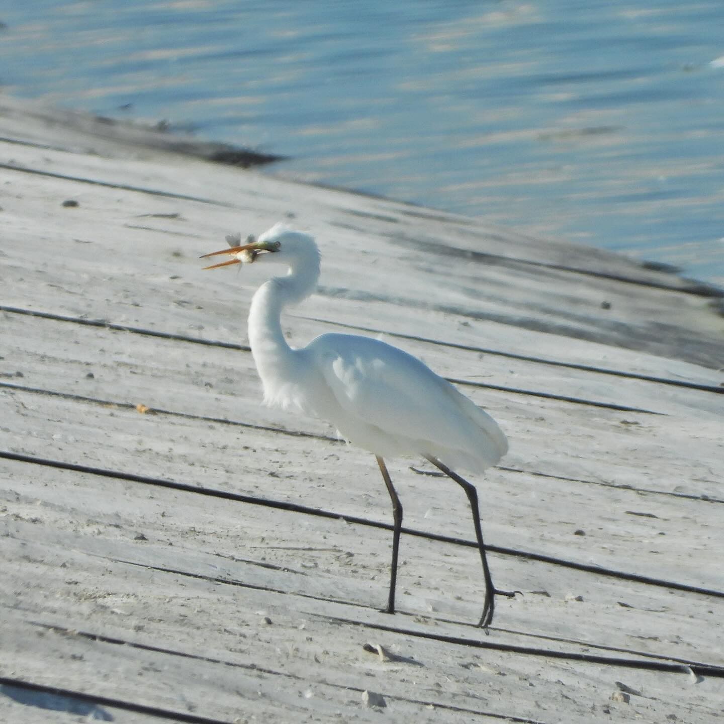 Great egret