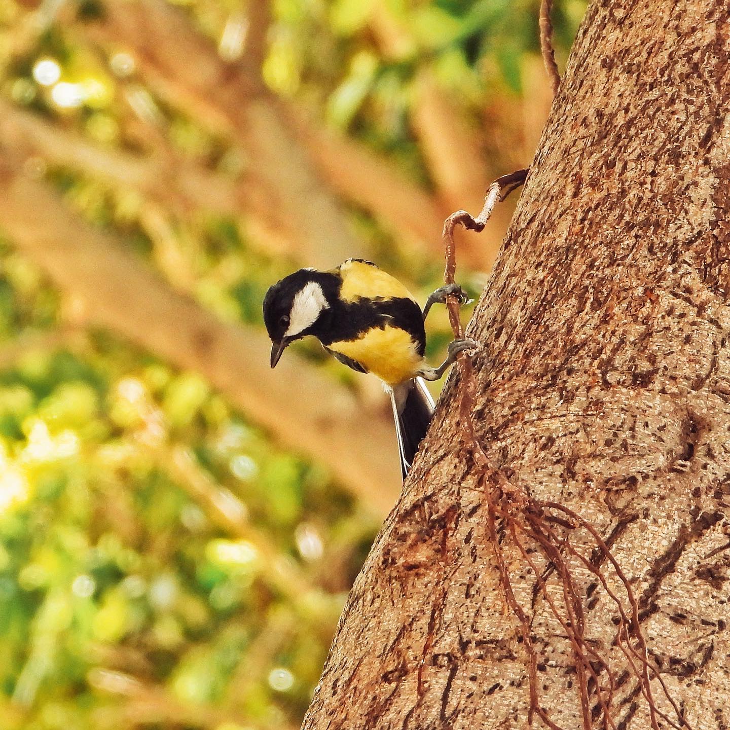 Great Tit 35