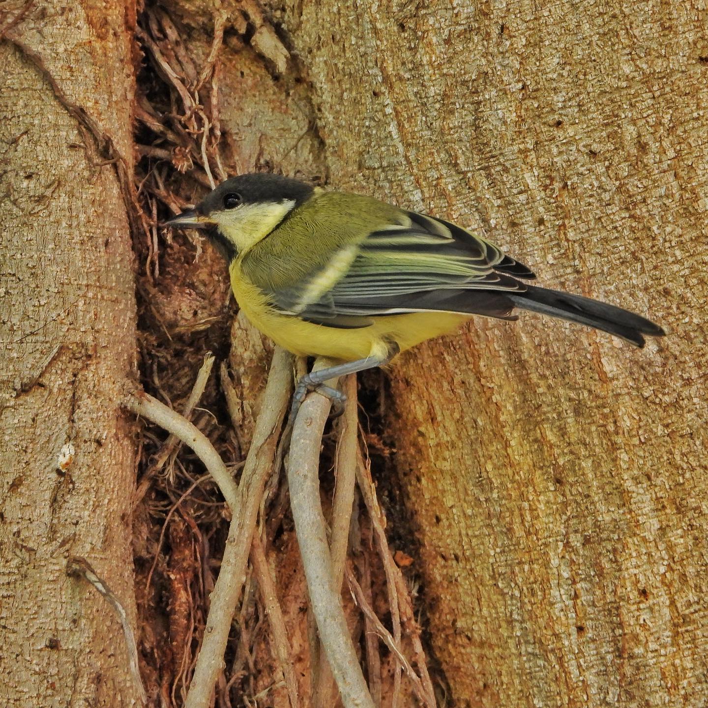 Great Tit 37