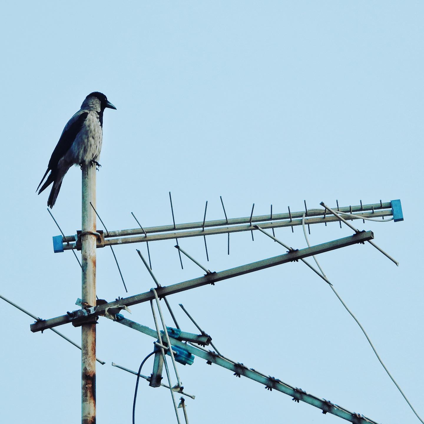 Hooded Crow 39