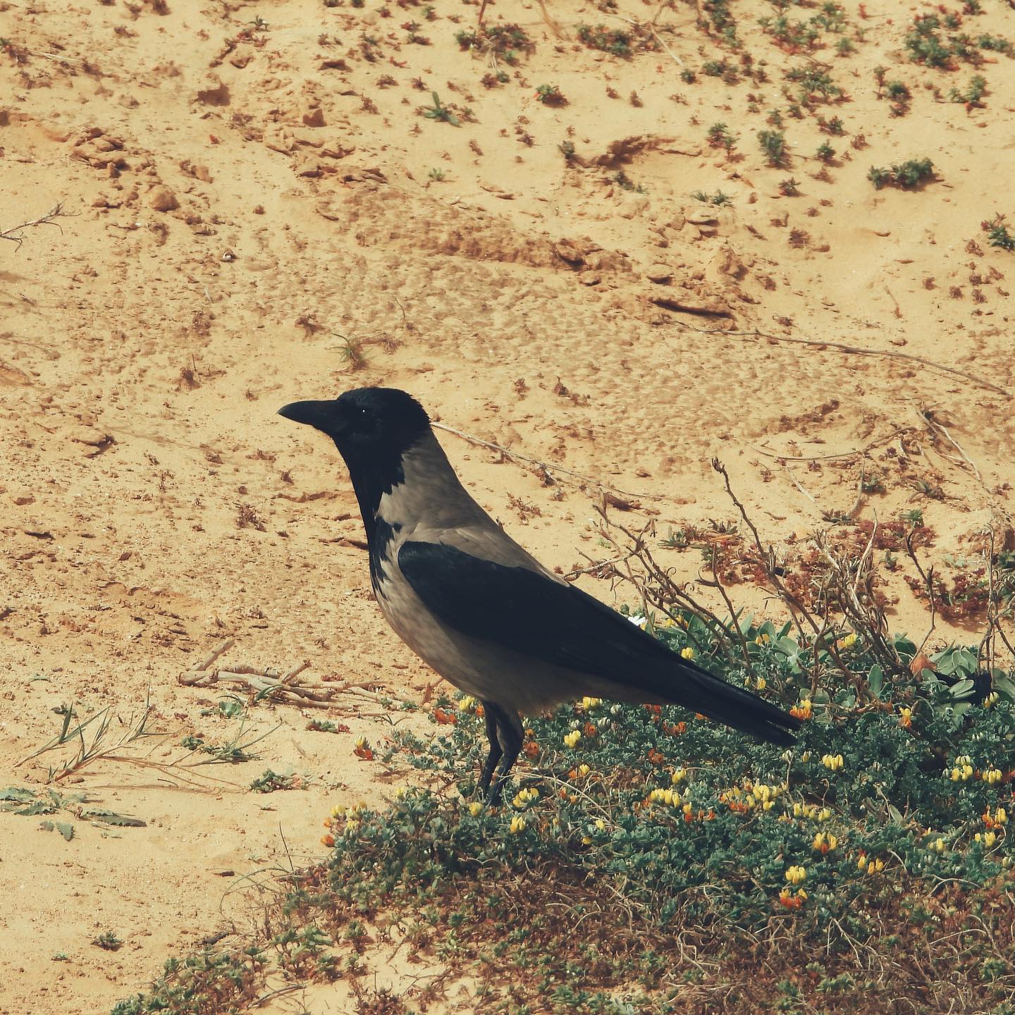 Hooded Crow 41