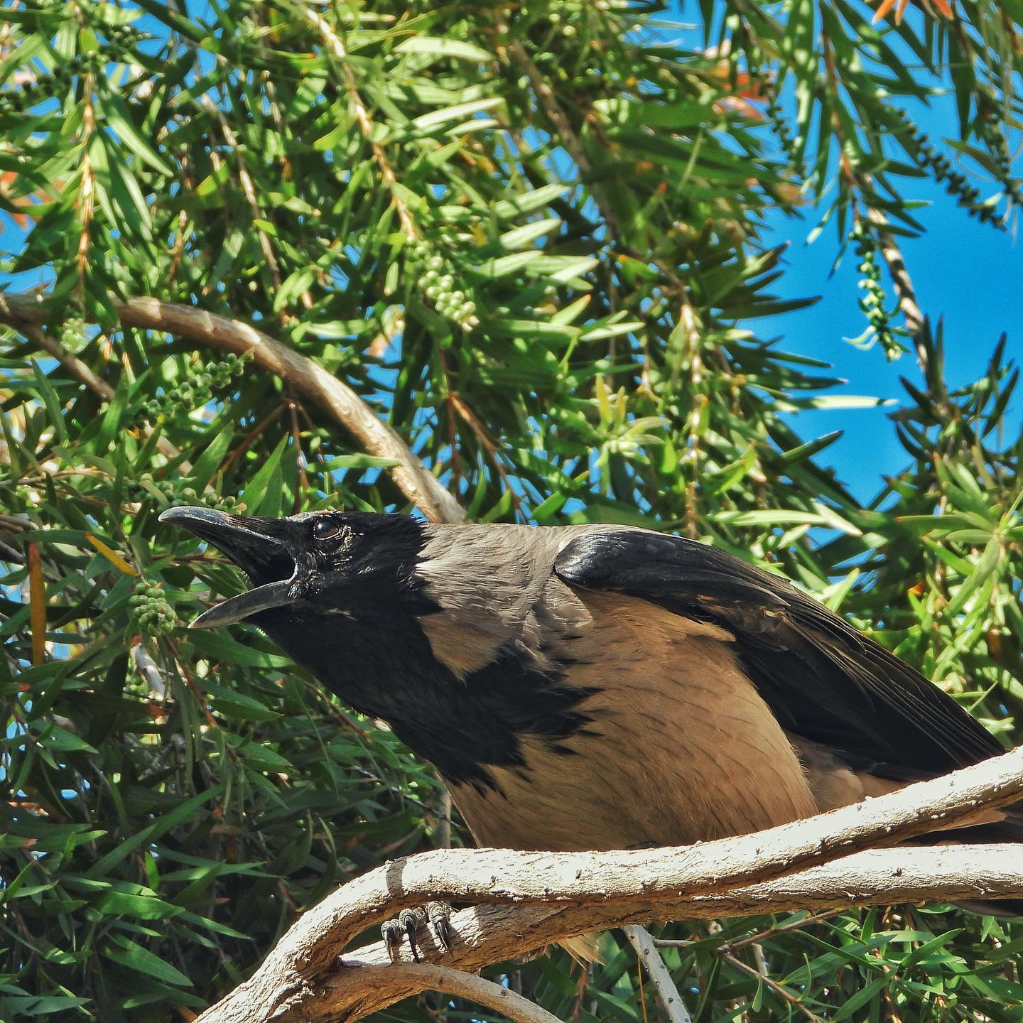 Hooded Crow 42