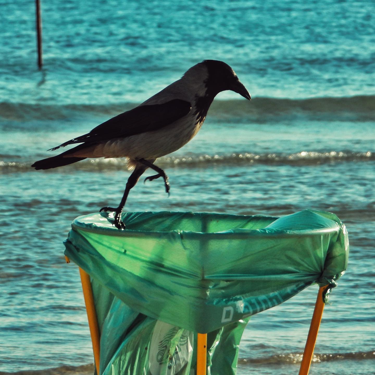 Hooded Crow 47