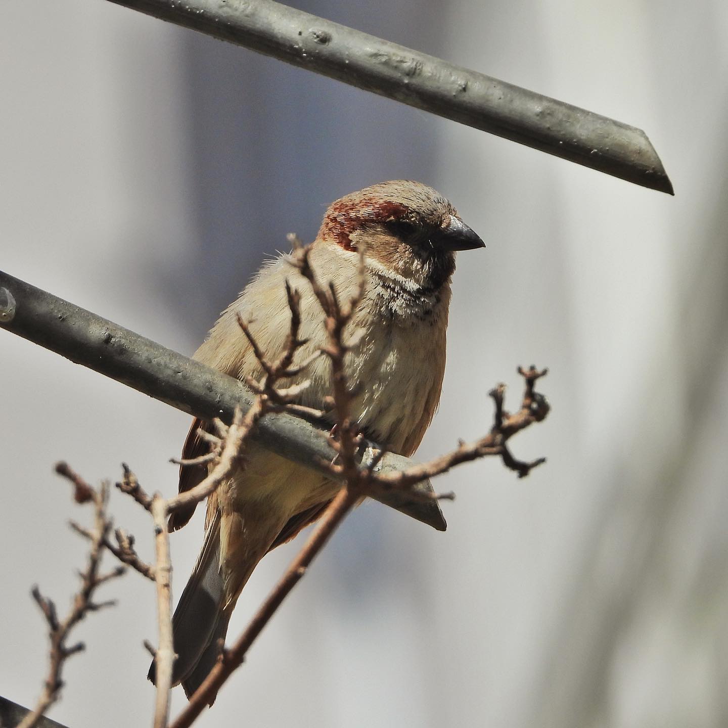 House Sparrow 19