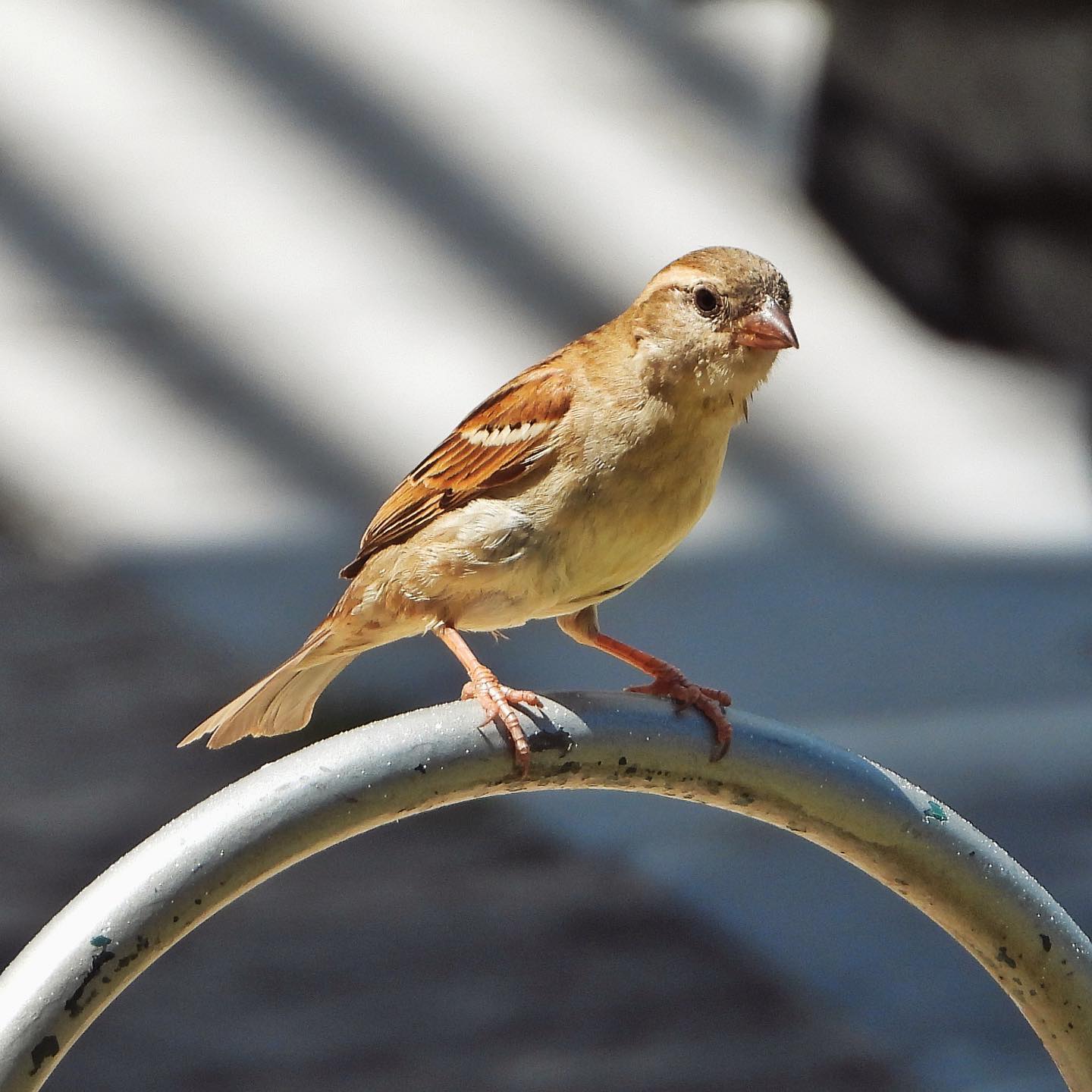 House Sparrow 21