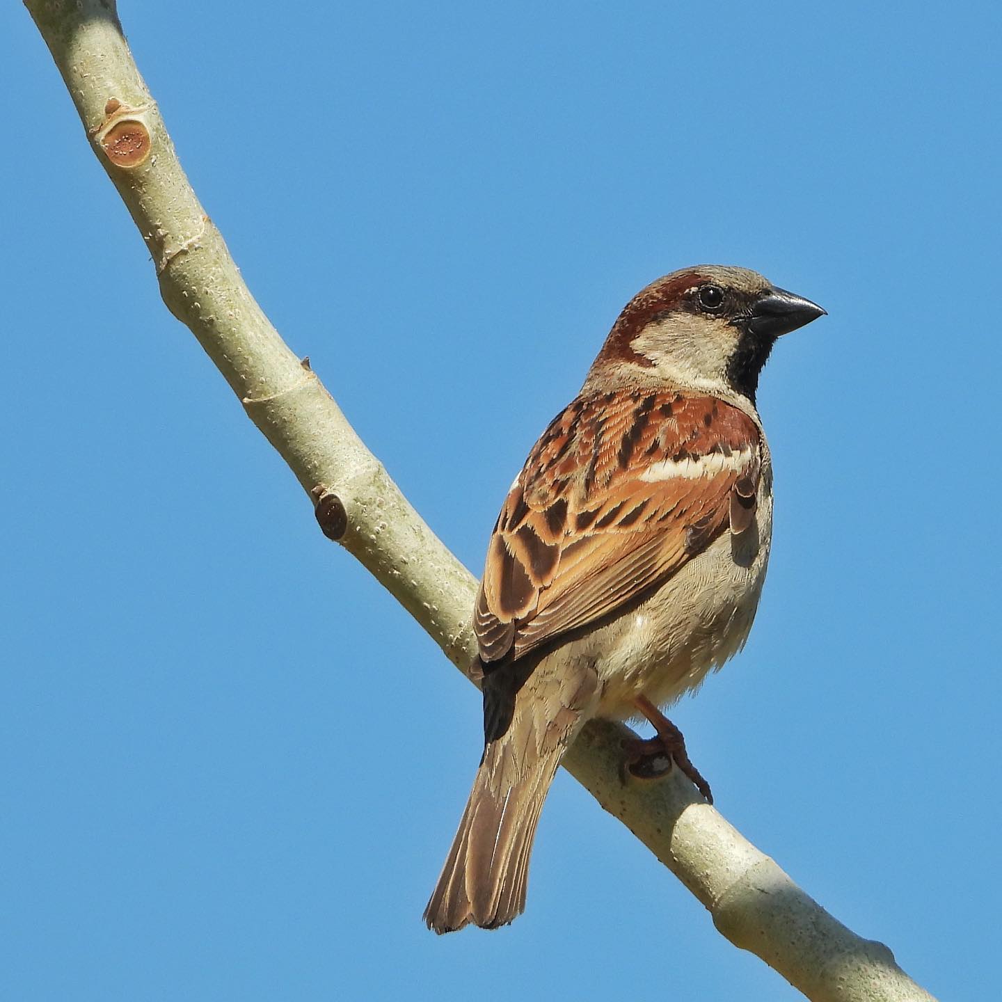 House Sparrow 22