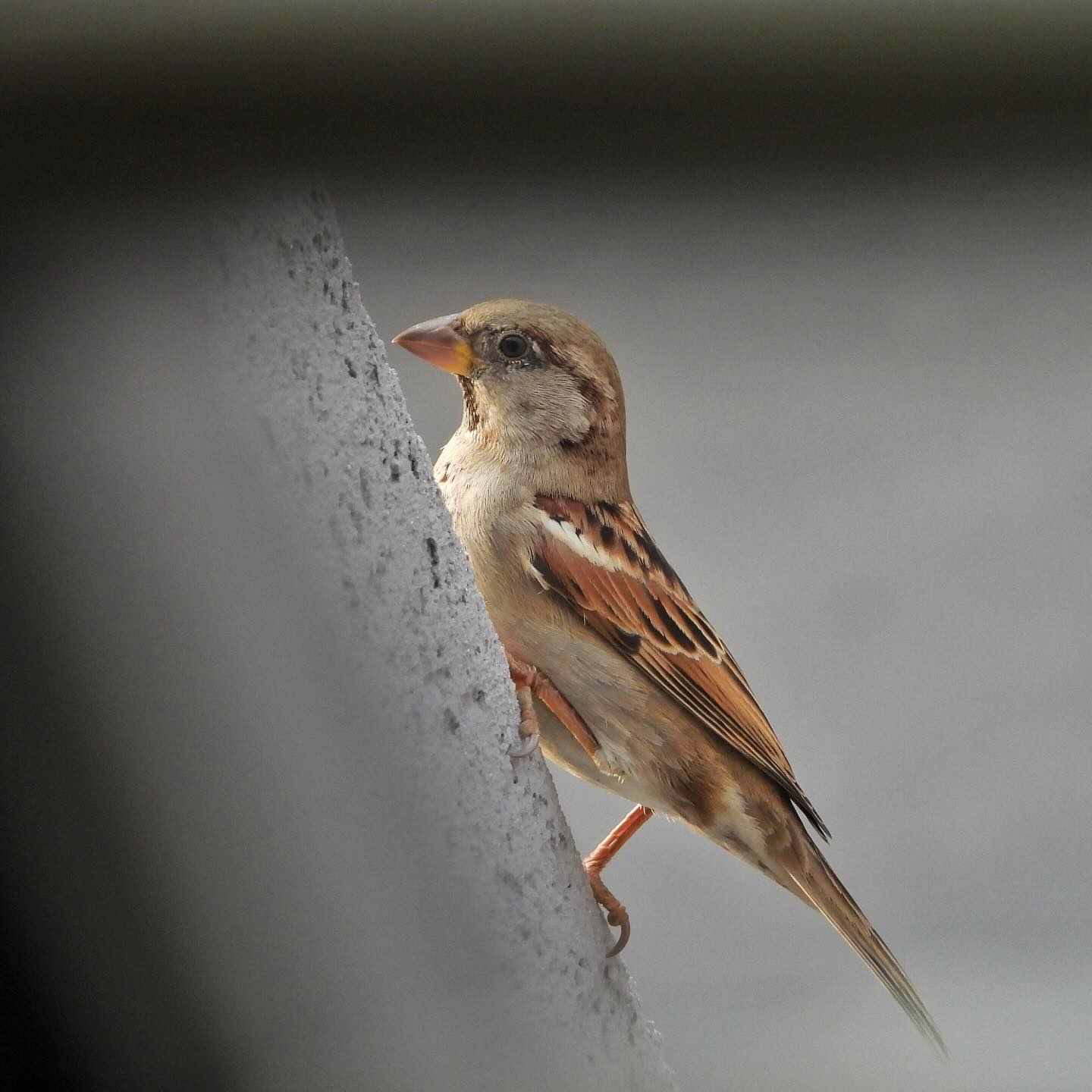 House Sparrow 25