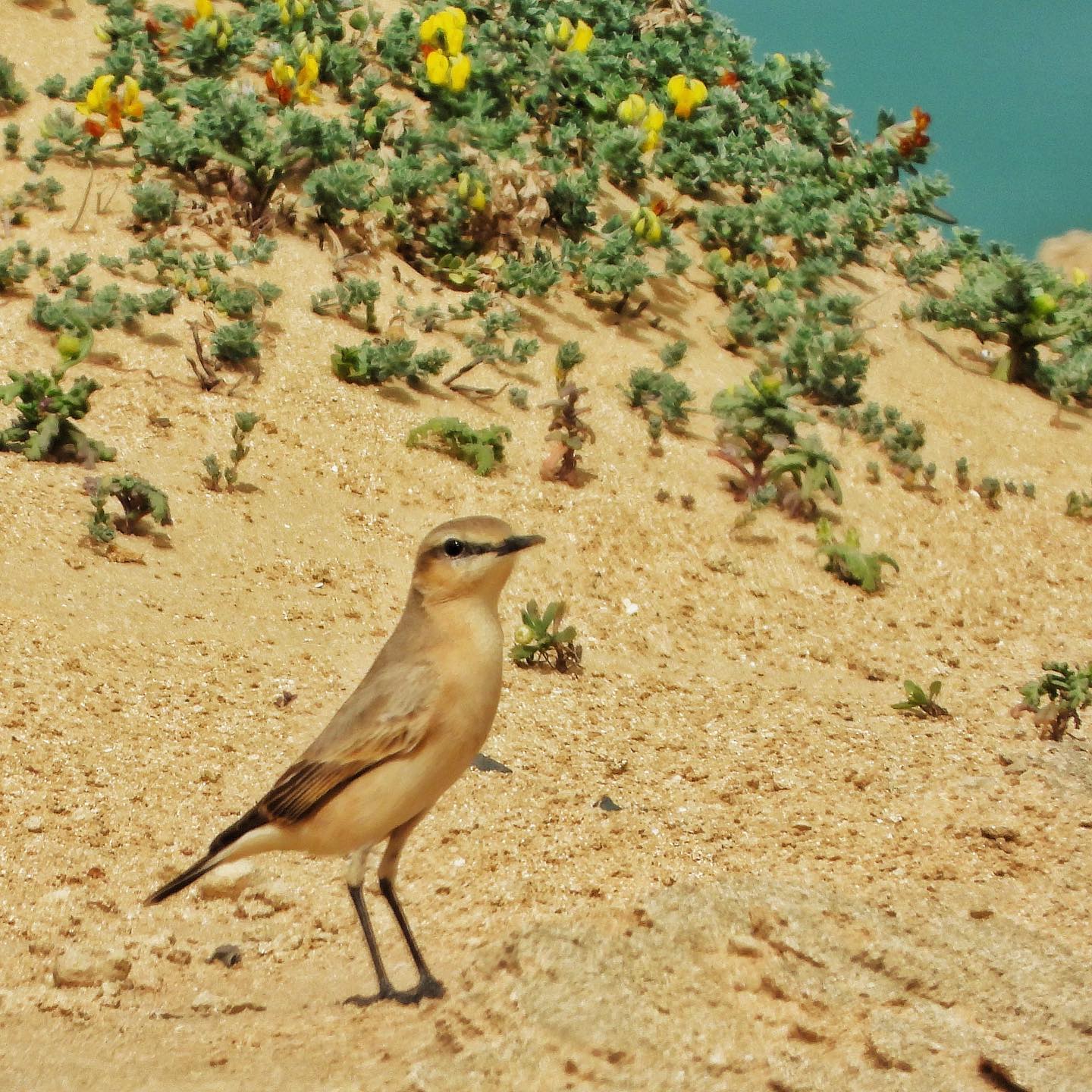 Isabelline Wheatear 1