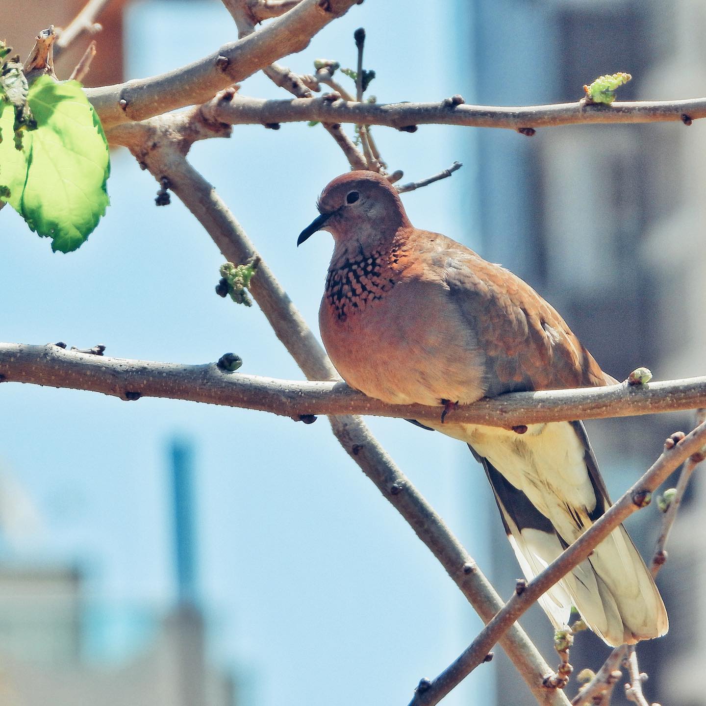 Laughing Dove 10