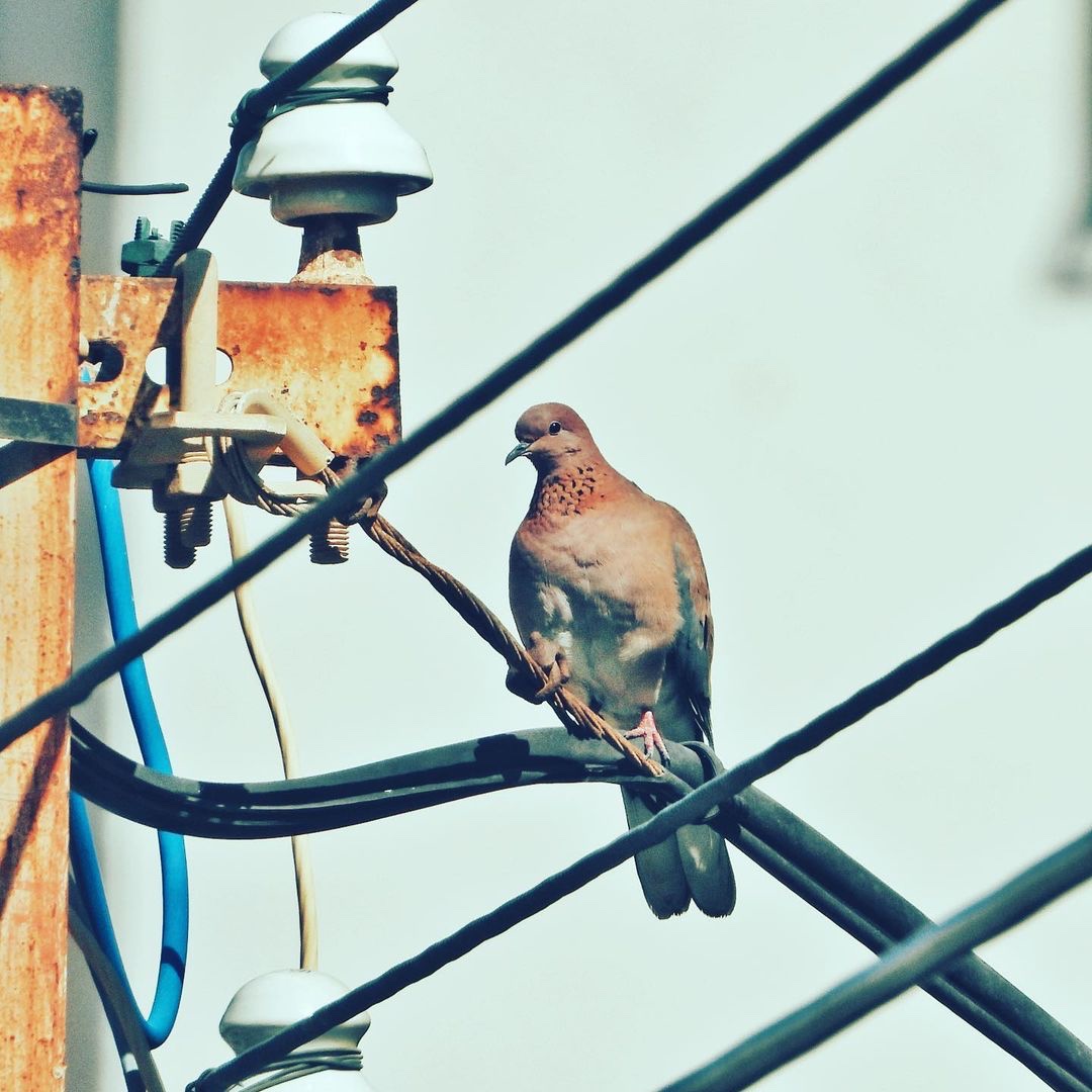 Laughing Dove 9