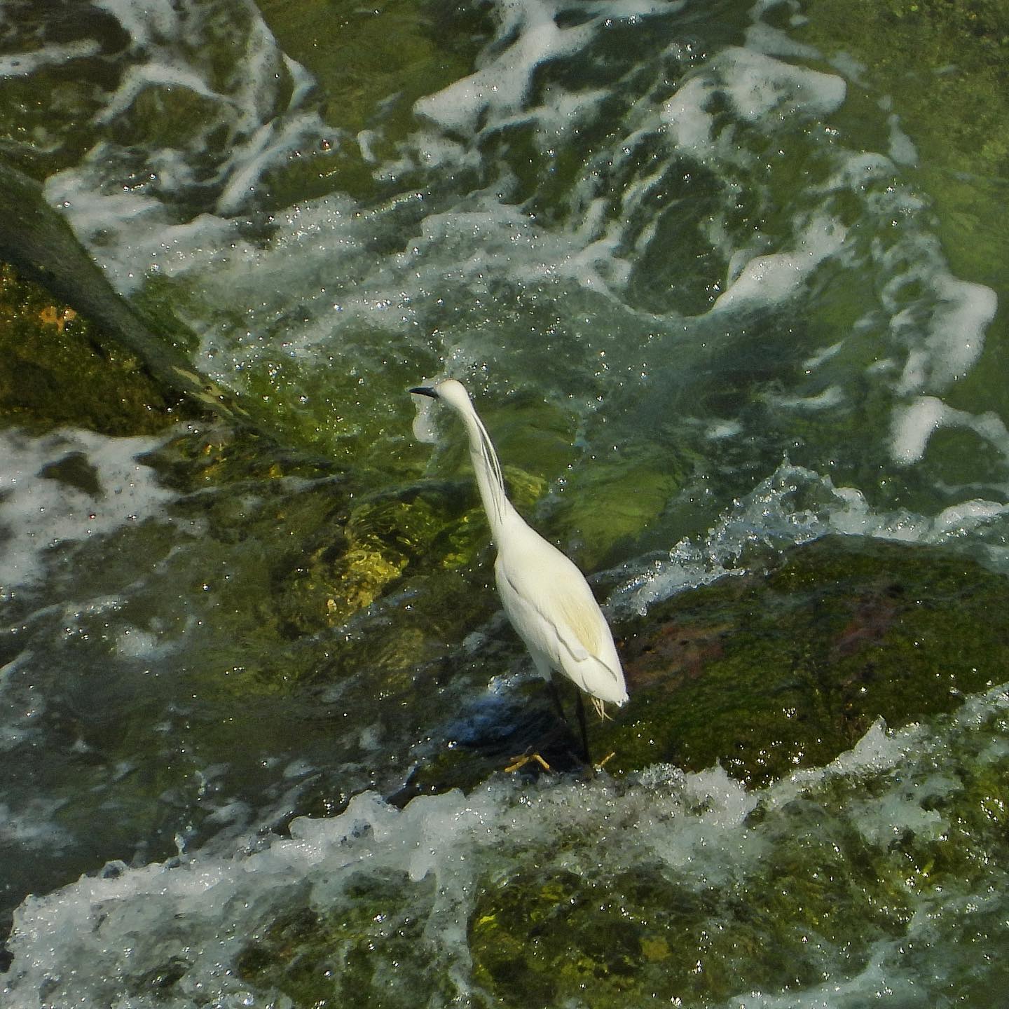 Little Egret 1