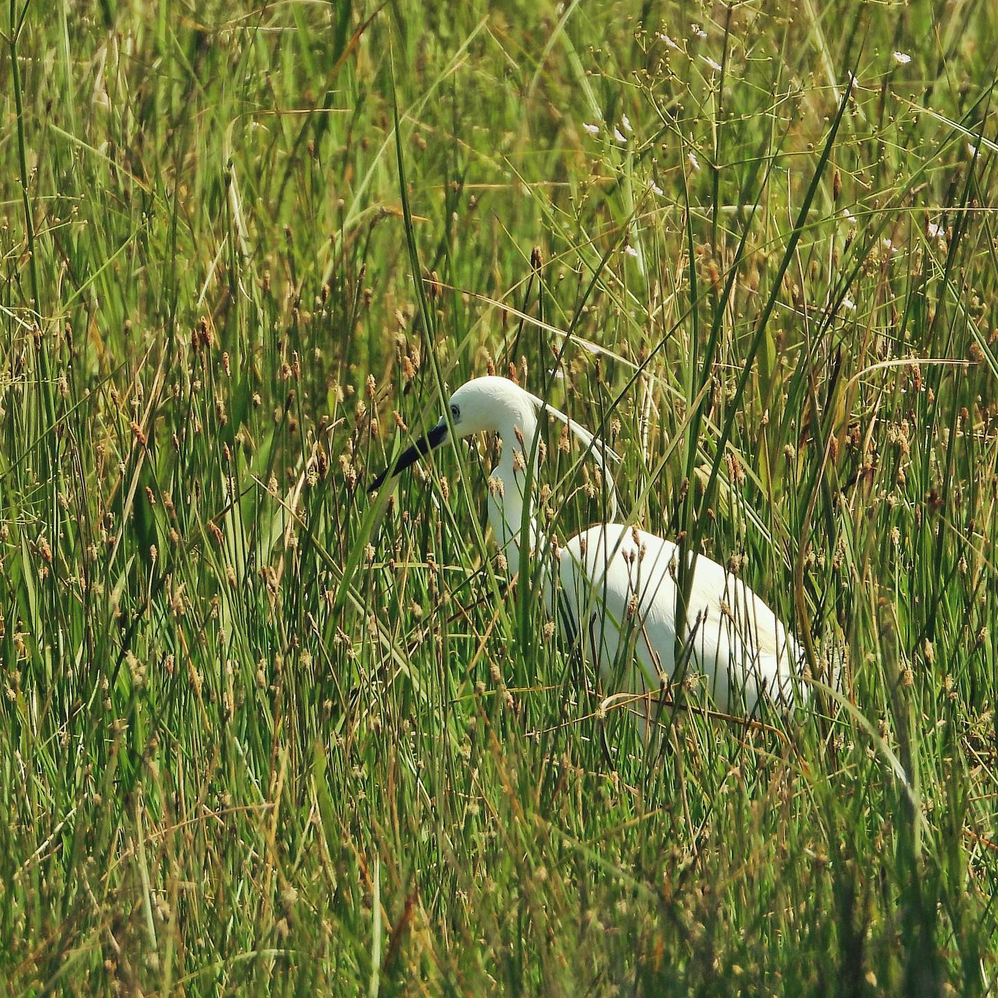 Little Egret 2