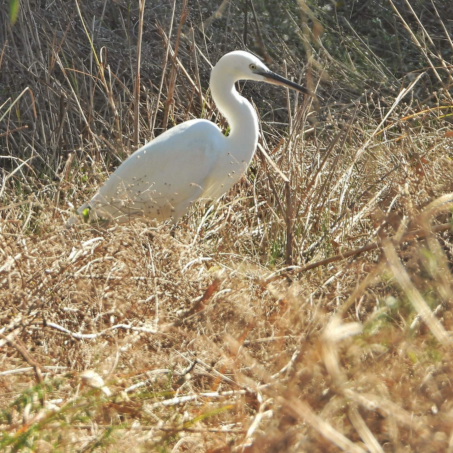 Little Egret 3