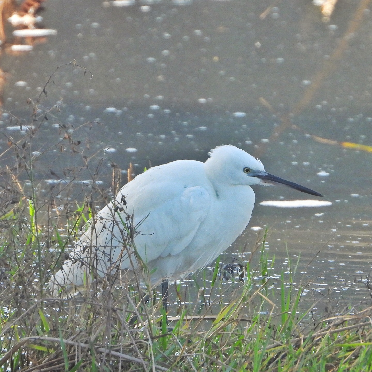 Little Egret 4