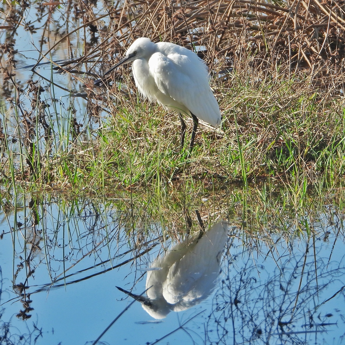 Little Egret 5