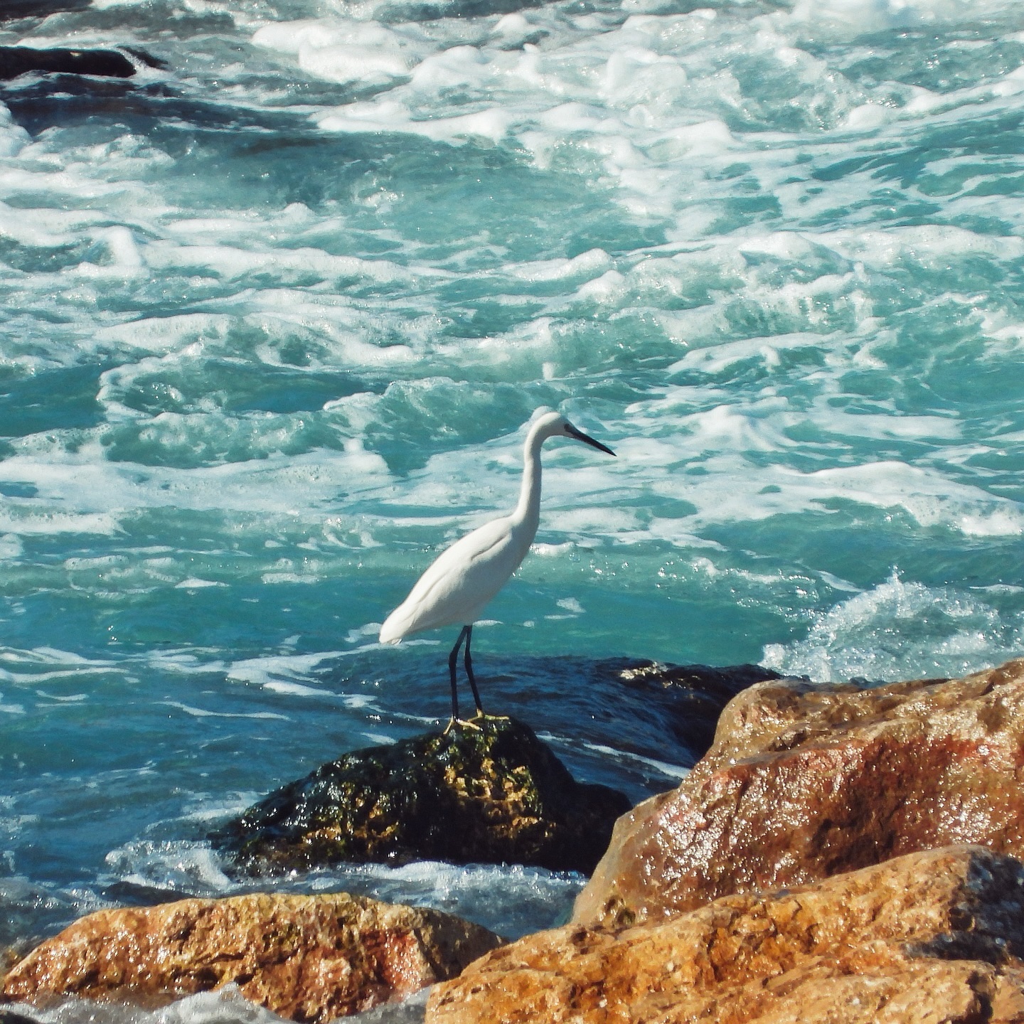 Little Egret 6