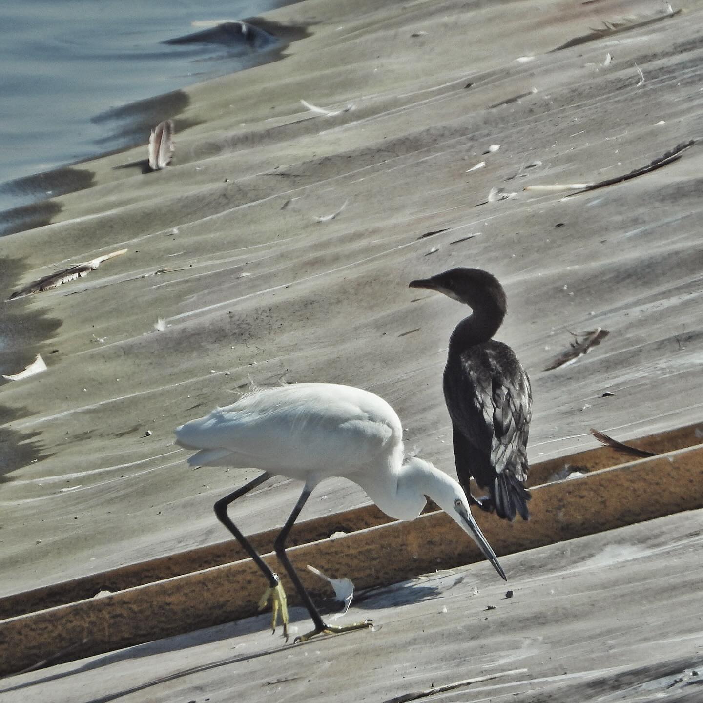 Little Egret Pygmy Cormorant 1