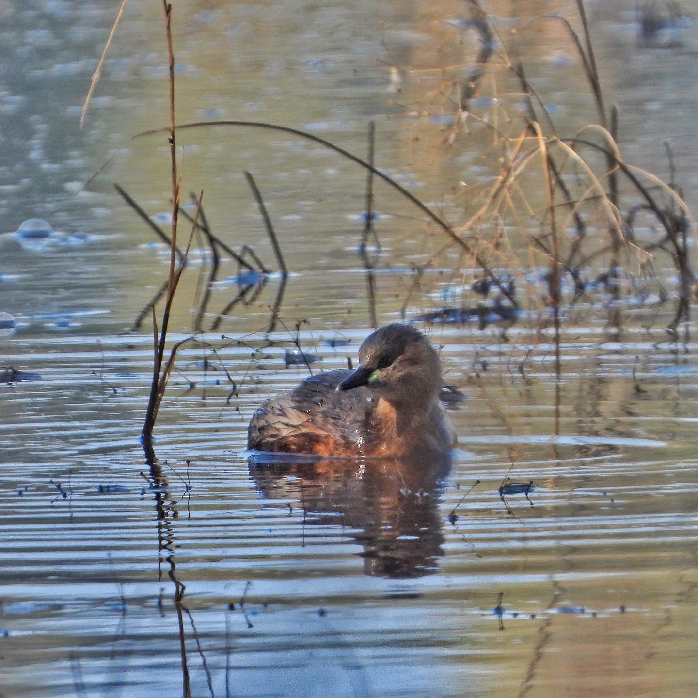 Little Grebe 1