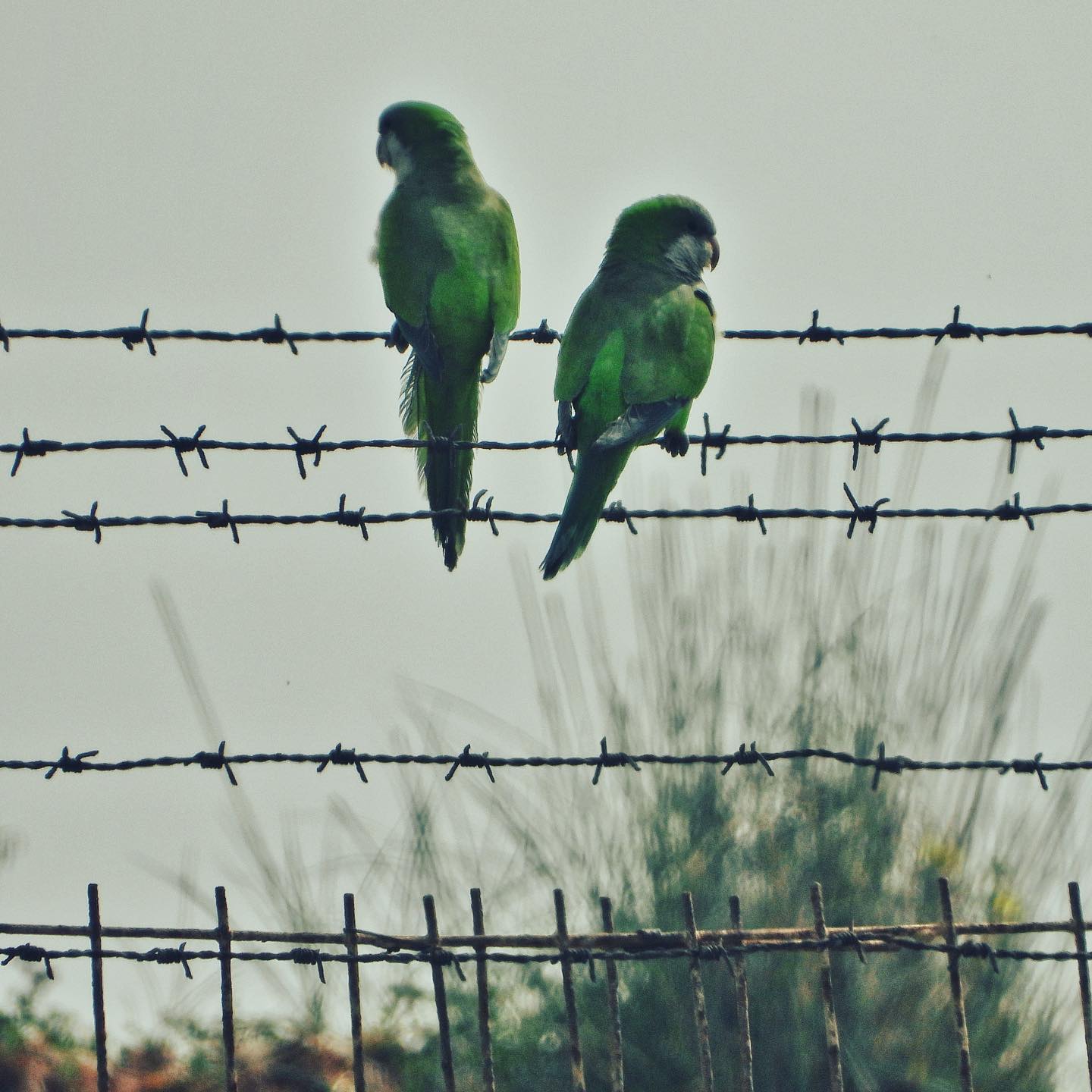 Monk Parakeet 2