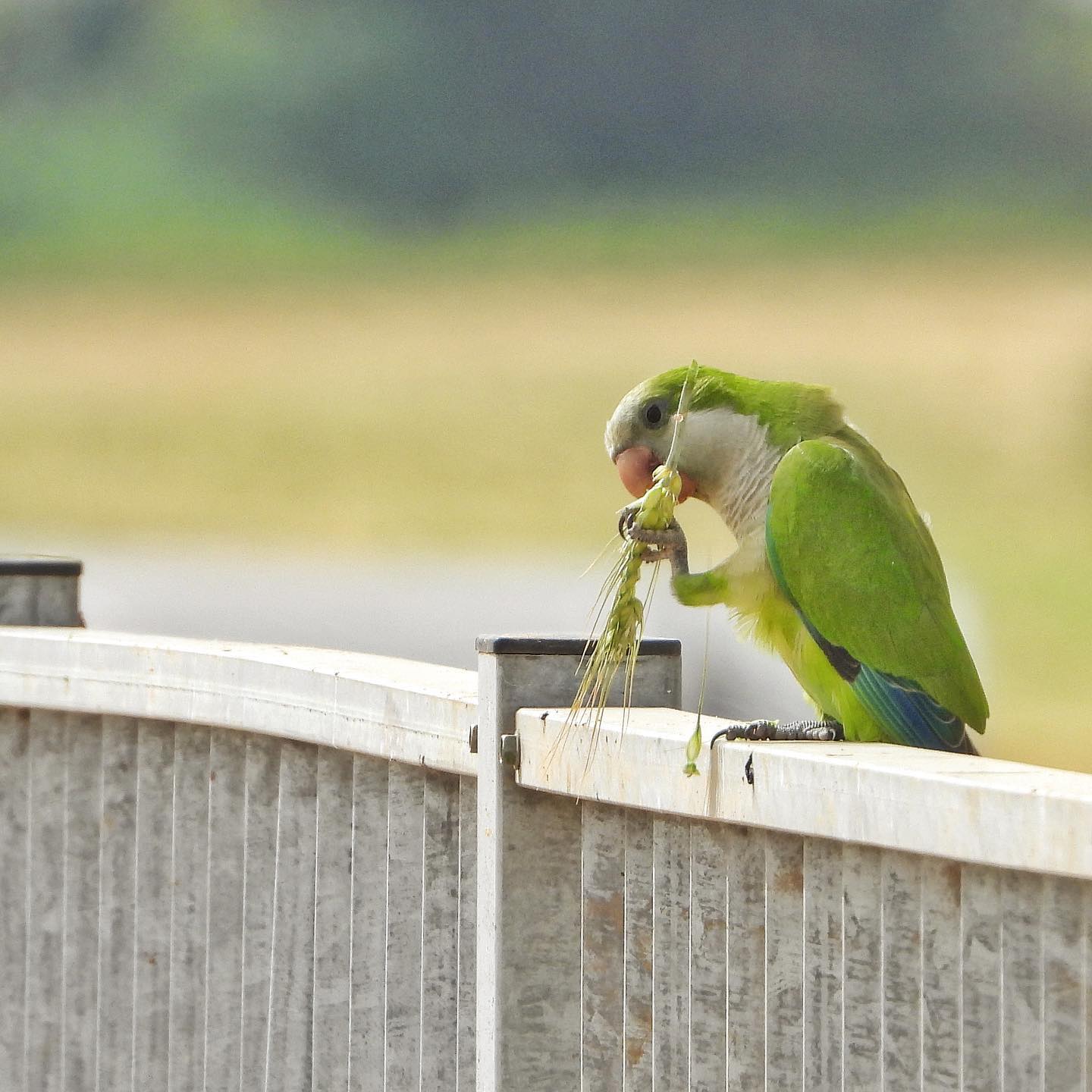 Monk Parakeet 3