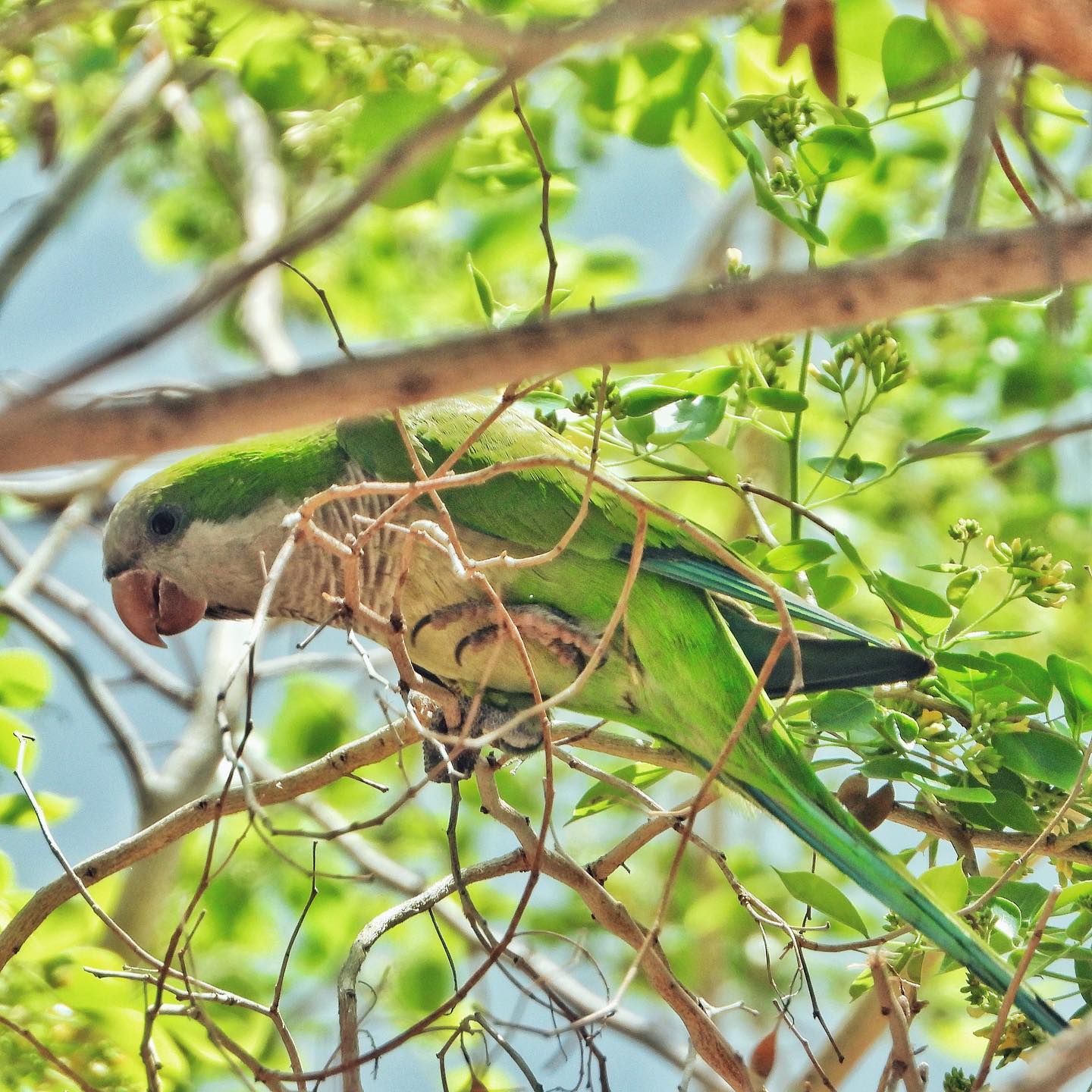 Monk Parakeet 4