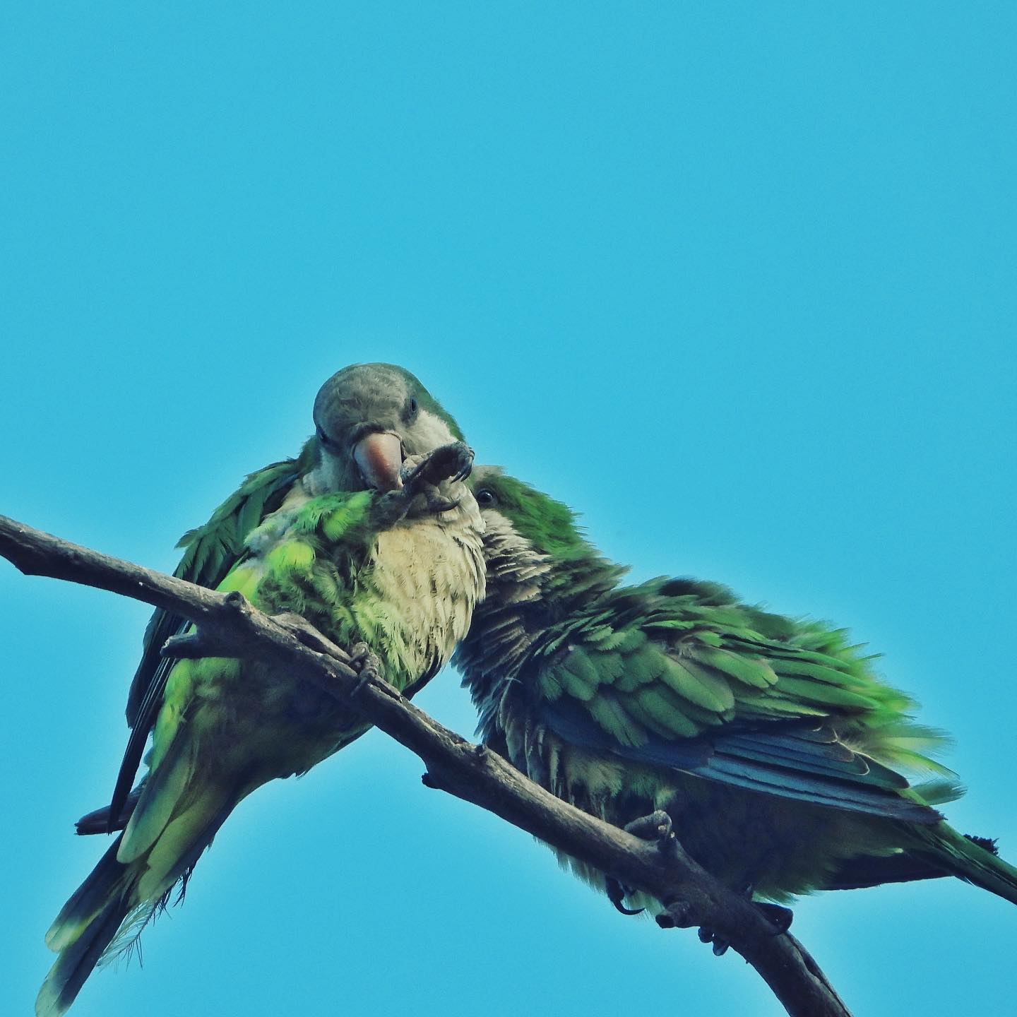 Monk Parakeet 5