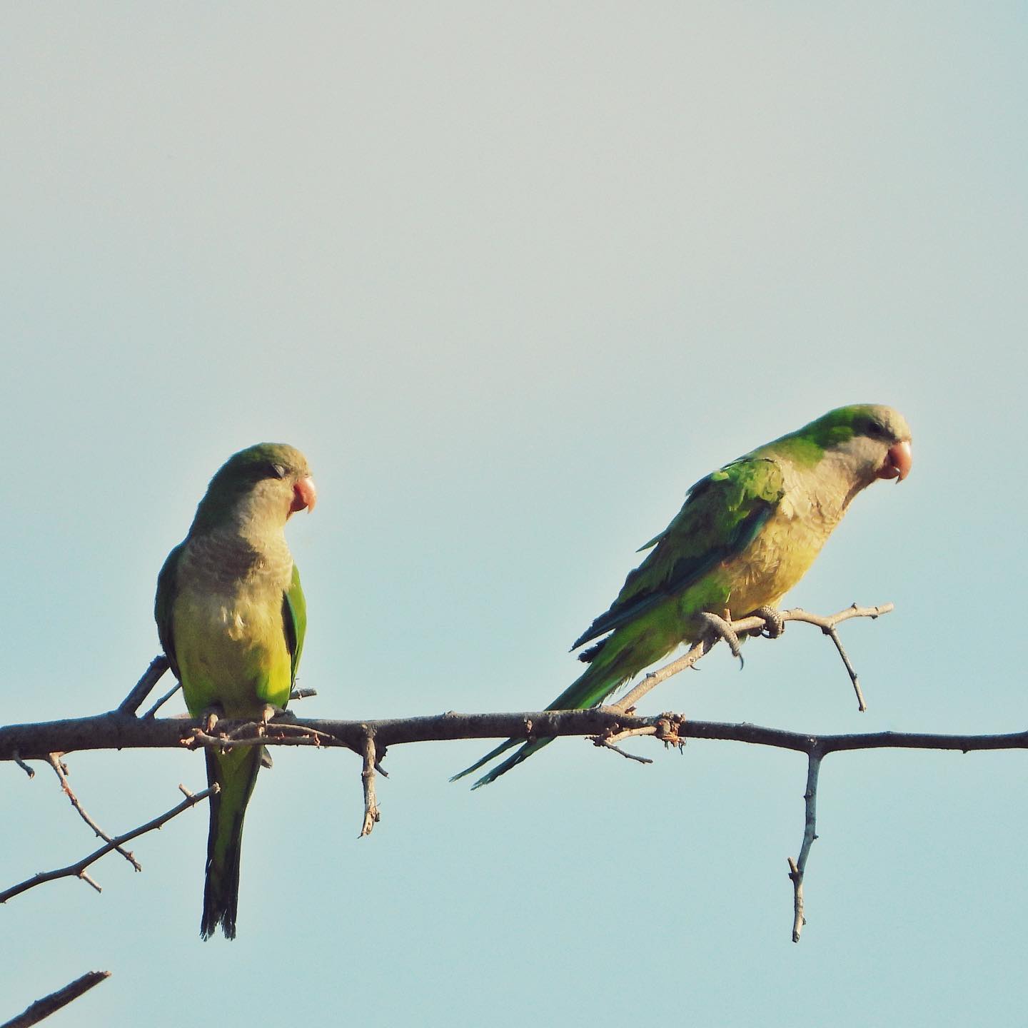 Monk Parakeet 6