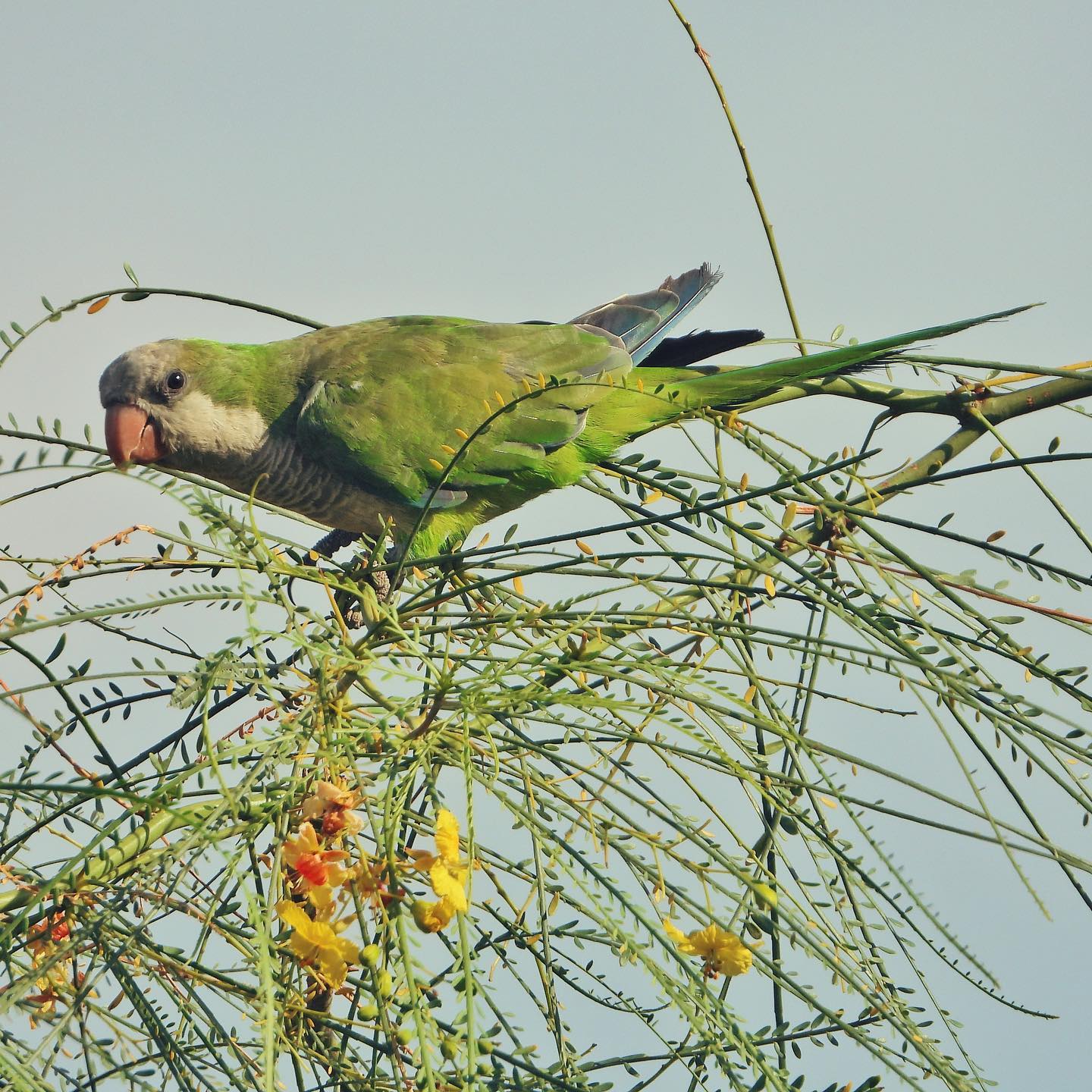 Monk Parakeet 7