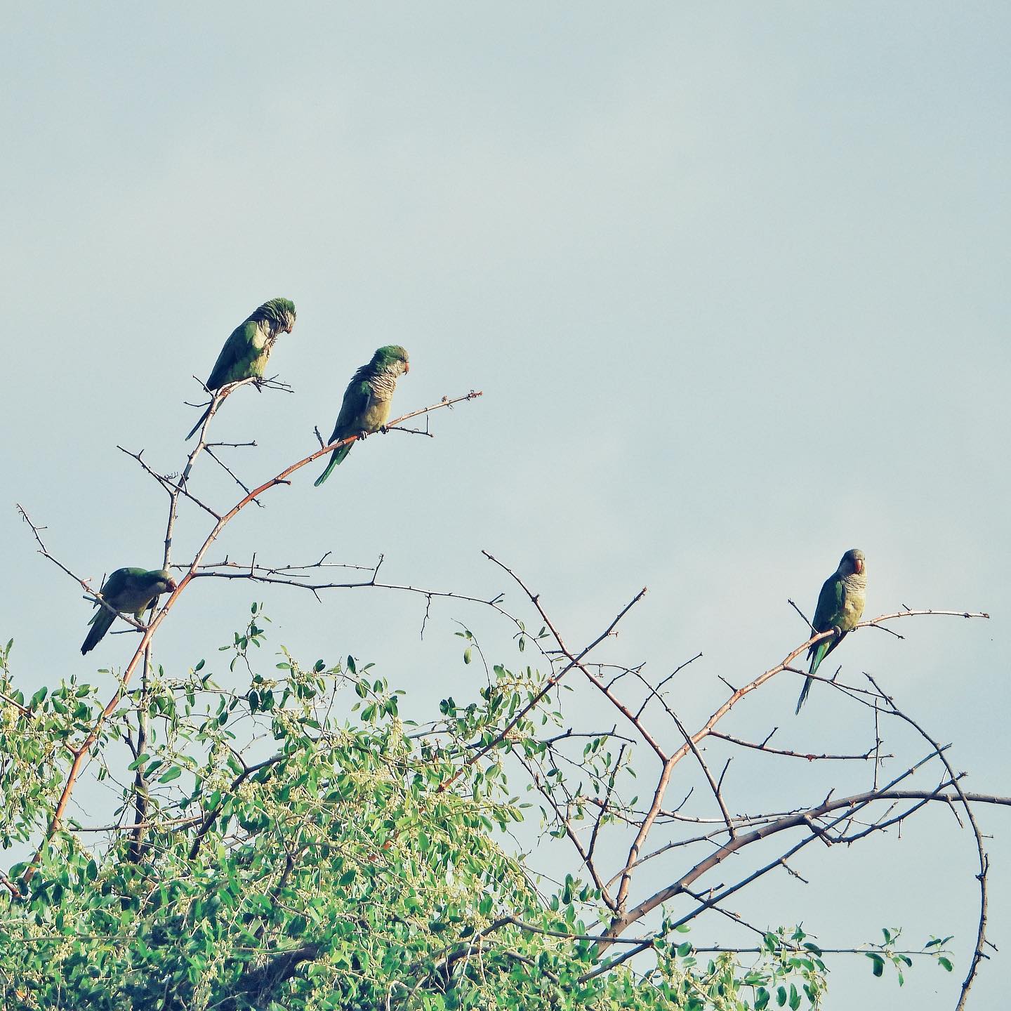 Monk Parakeet 8